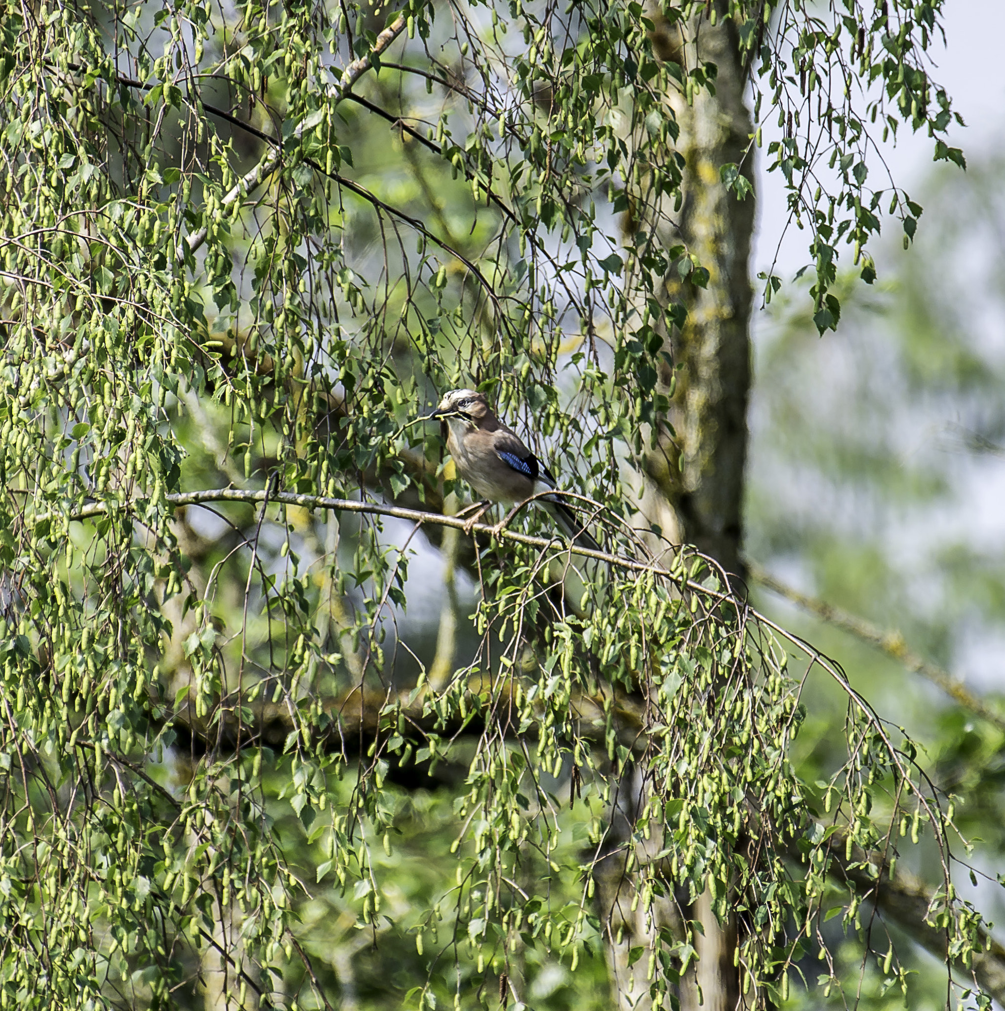 Nikon AF-S Nikkor 200-500mm F5.6E ED VR sample photo. Dsc photography