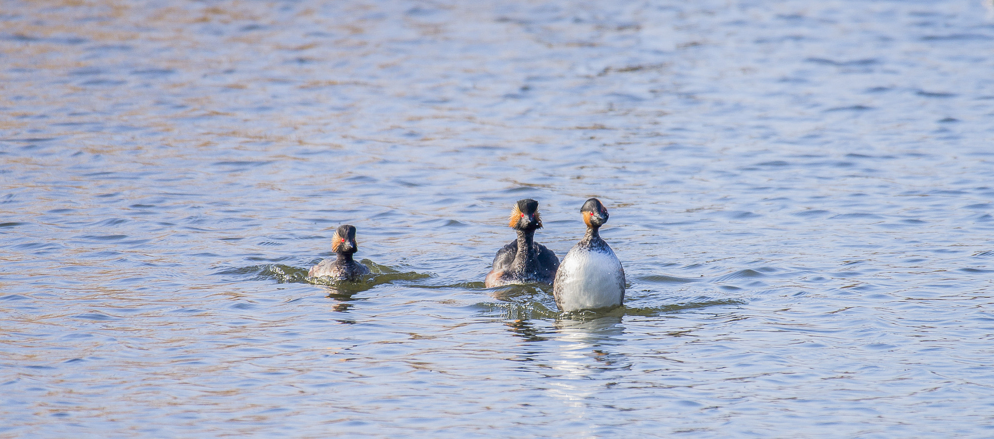 Nikon AF-S Nikkor 200-500mm F5.6E ED VR sample photo. 14032016-_9999227.jpg photography