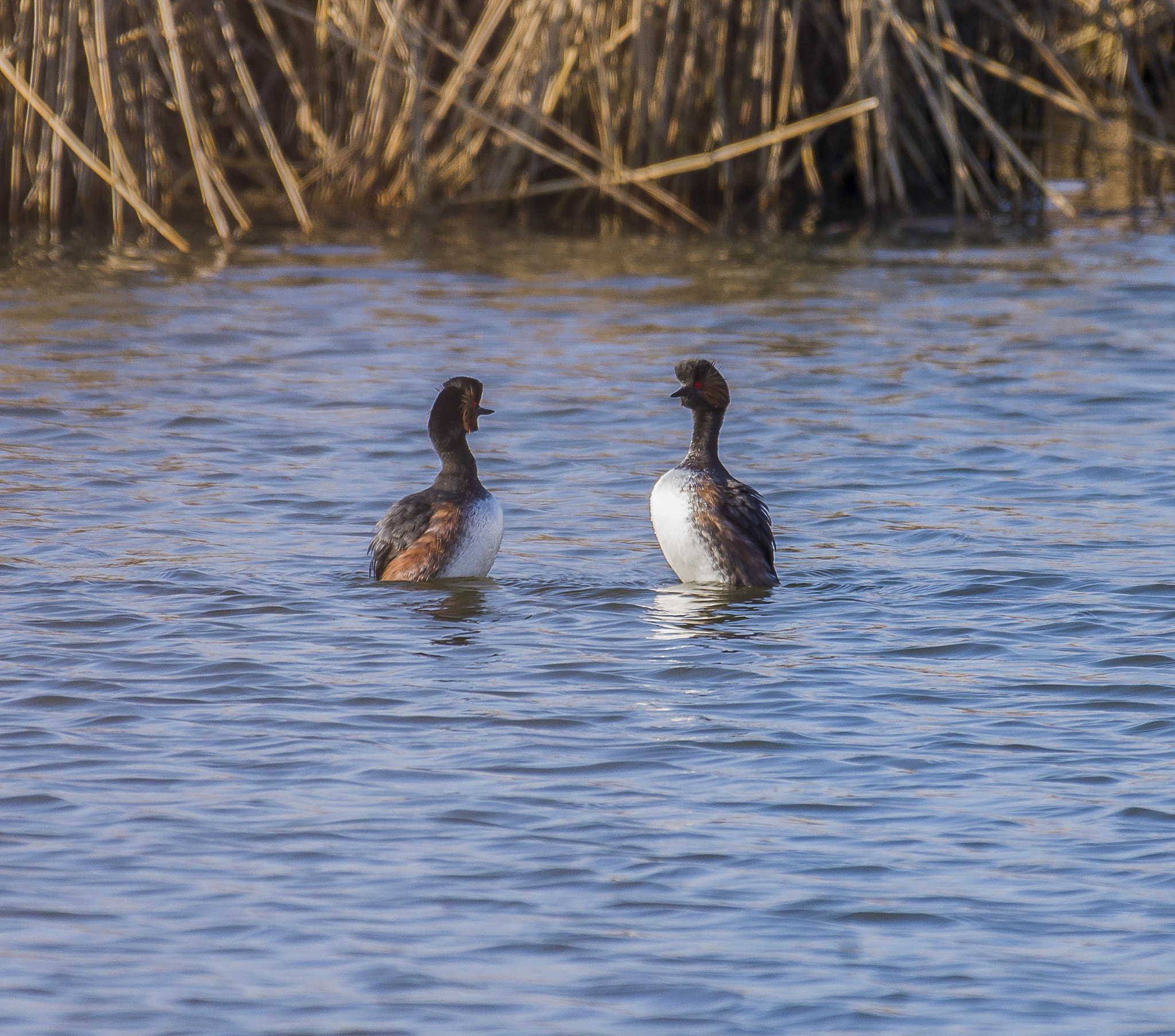 Nikon AF-S Nikkor 200-500mm F5.6E ED VR sample photo. 14032016-_9999278.jpg photography