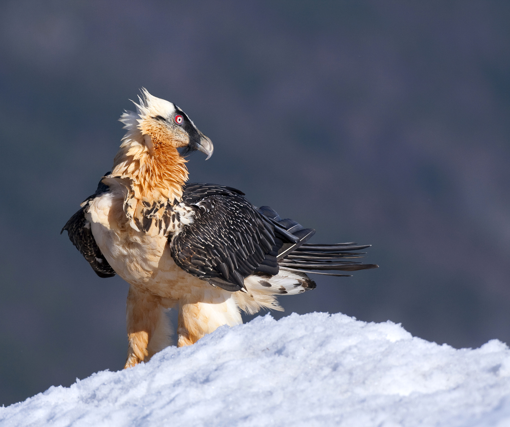 Canon EF 500mm F4L IS USM sample photo. In the snow photography