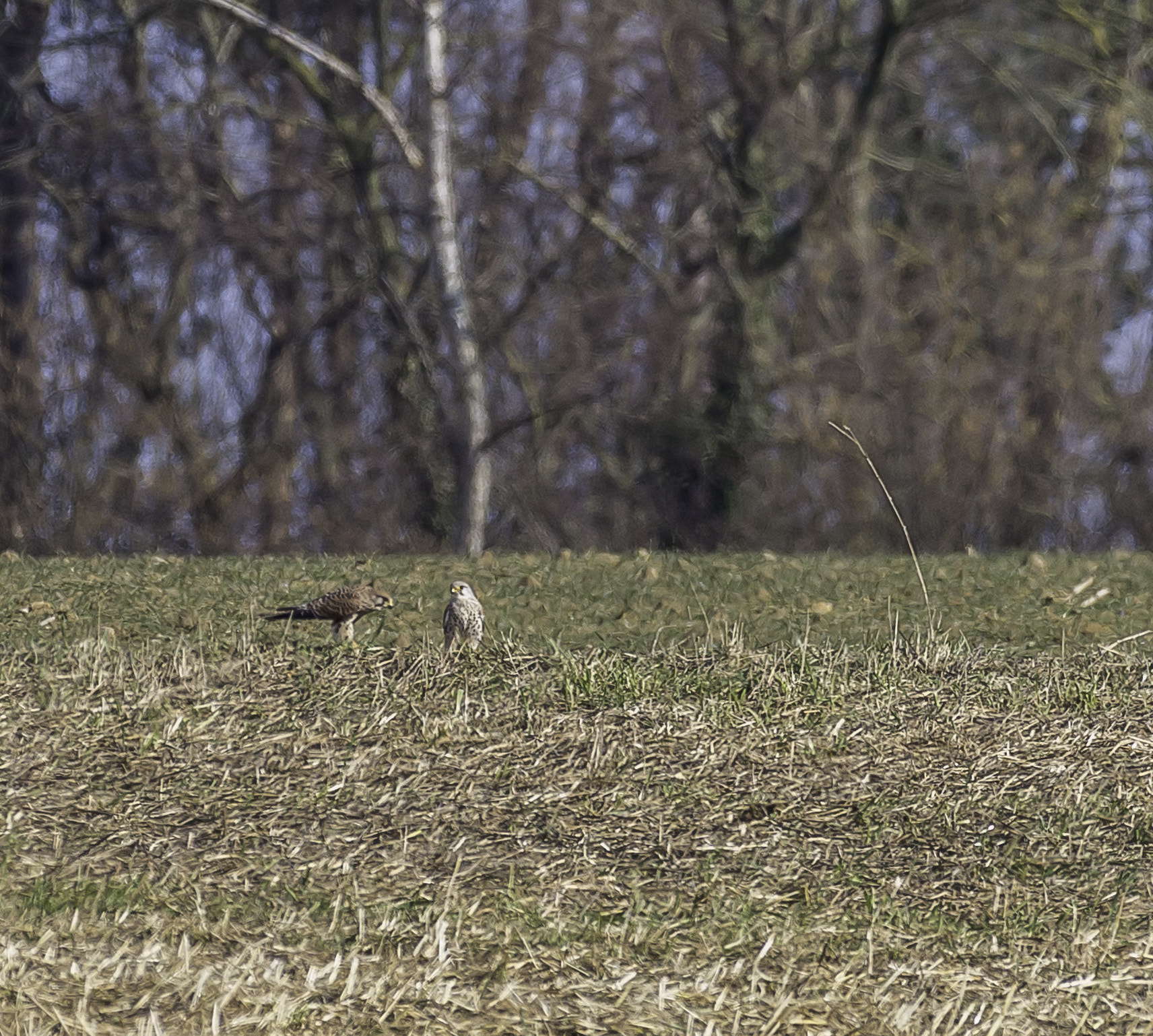 Nikon AF-S Nikkor 200-500mm F5.6E ED VR sample photo. Aa photography