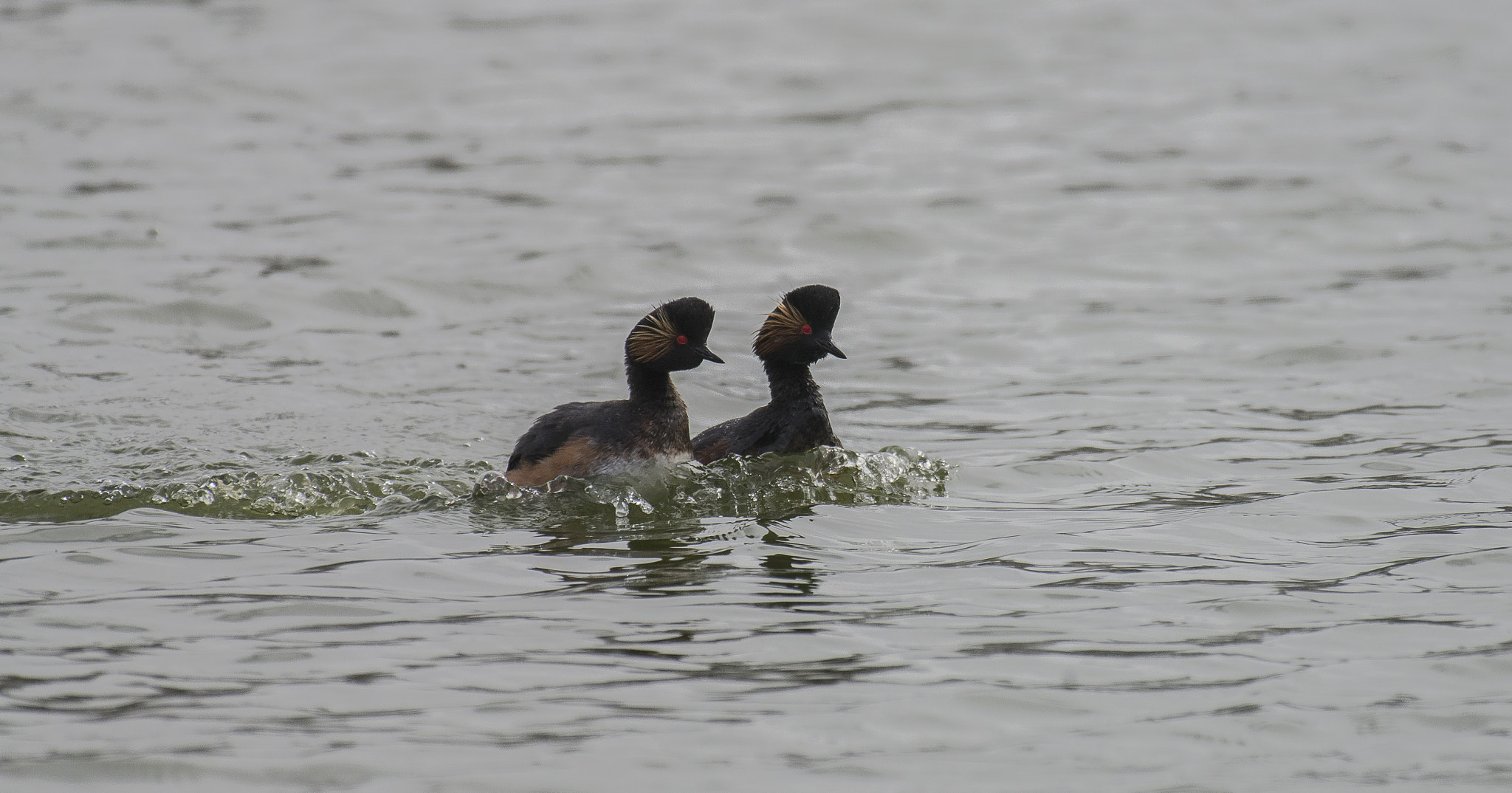 Nikon AF-S Nikkor 200-500mm F5.6E ED VR sample photo. Dsc photography