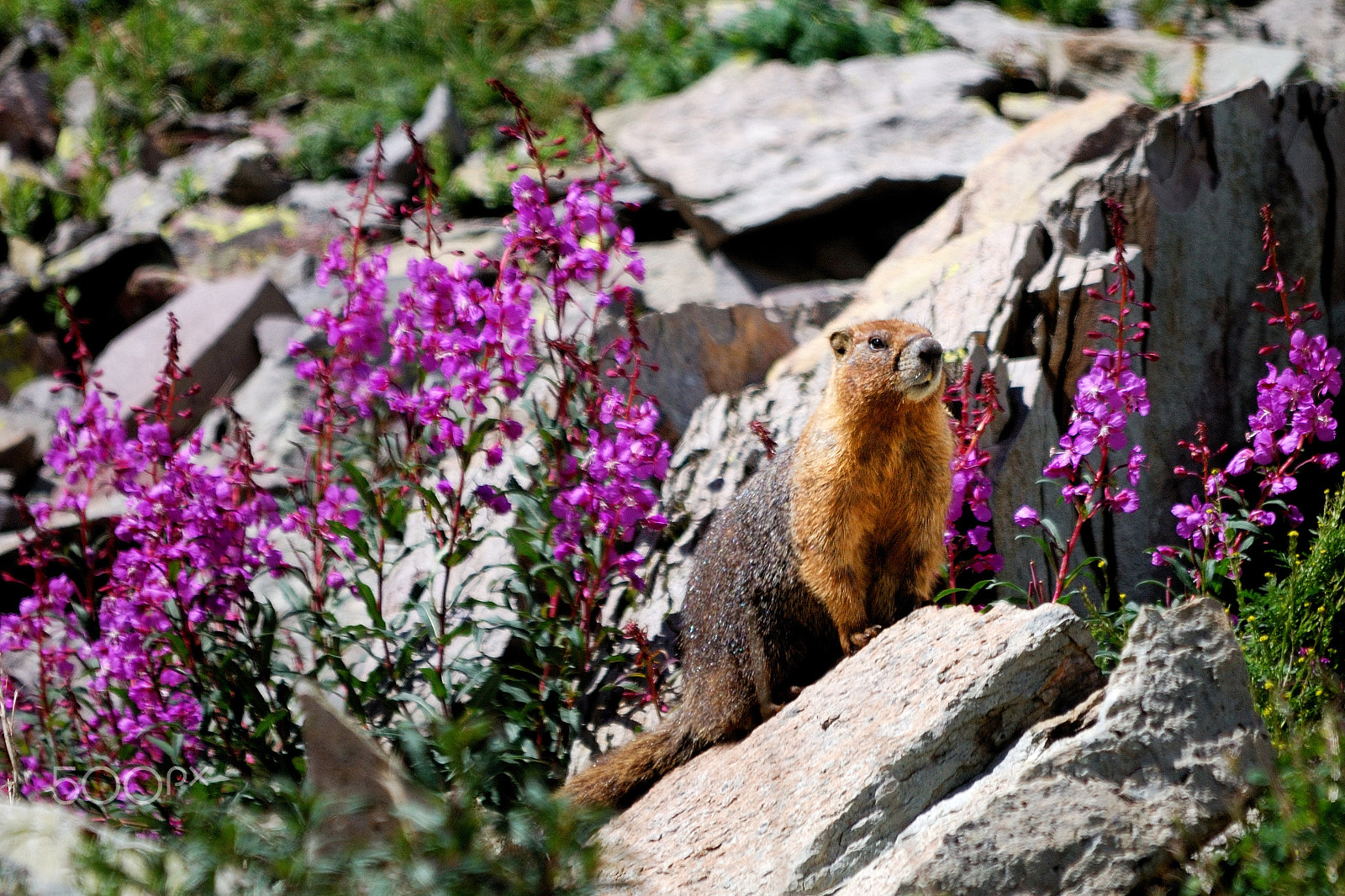 Nikon D40X sample photo. Marmotfireweedposing photography