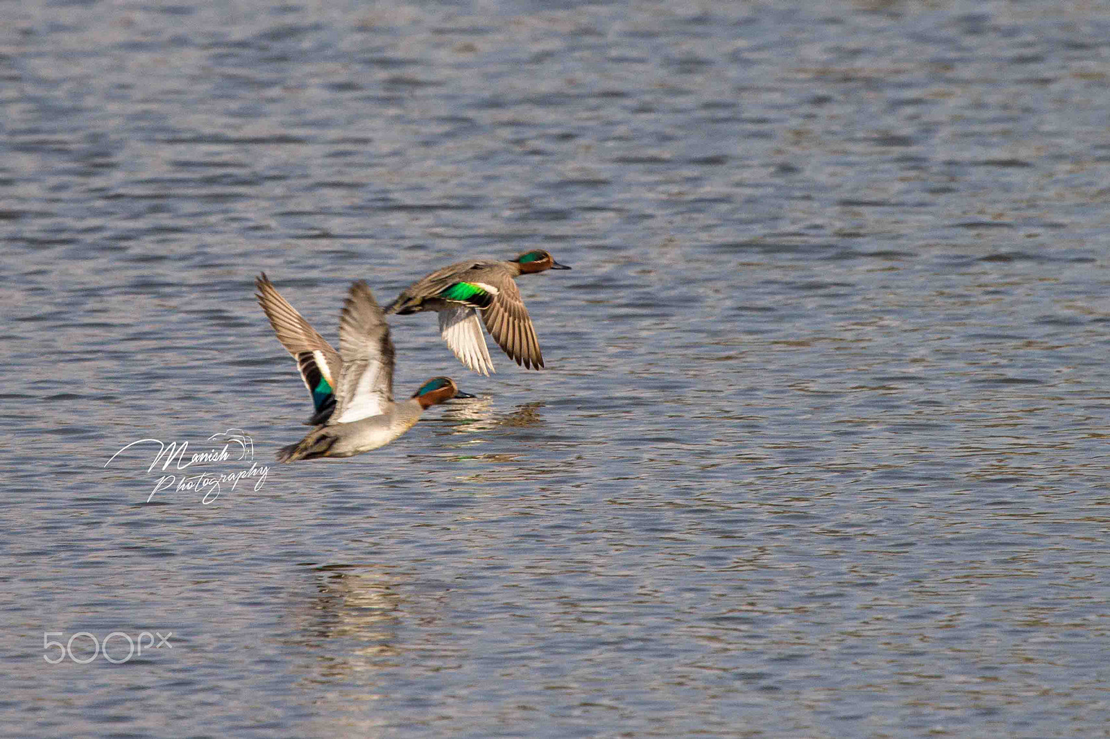 Canon EF 100-400mm F4.5-5.6L IS USM sample photo. Wild duck photography