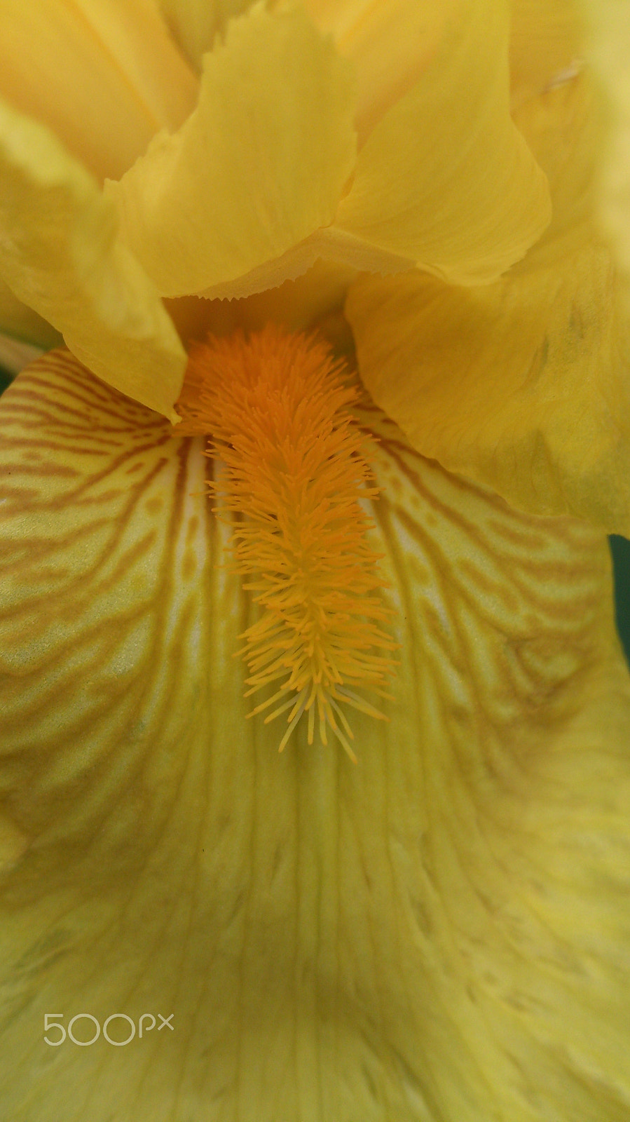 Sony Xperia T sample photo. :-p photography