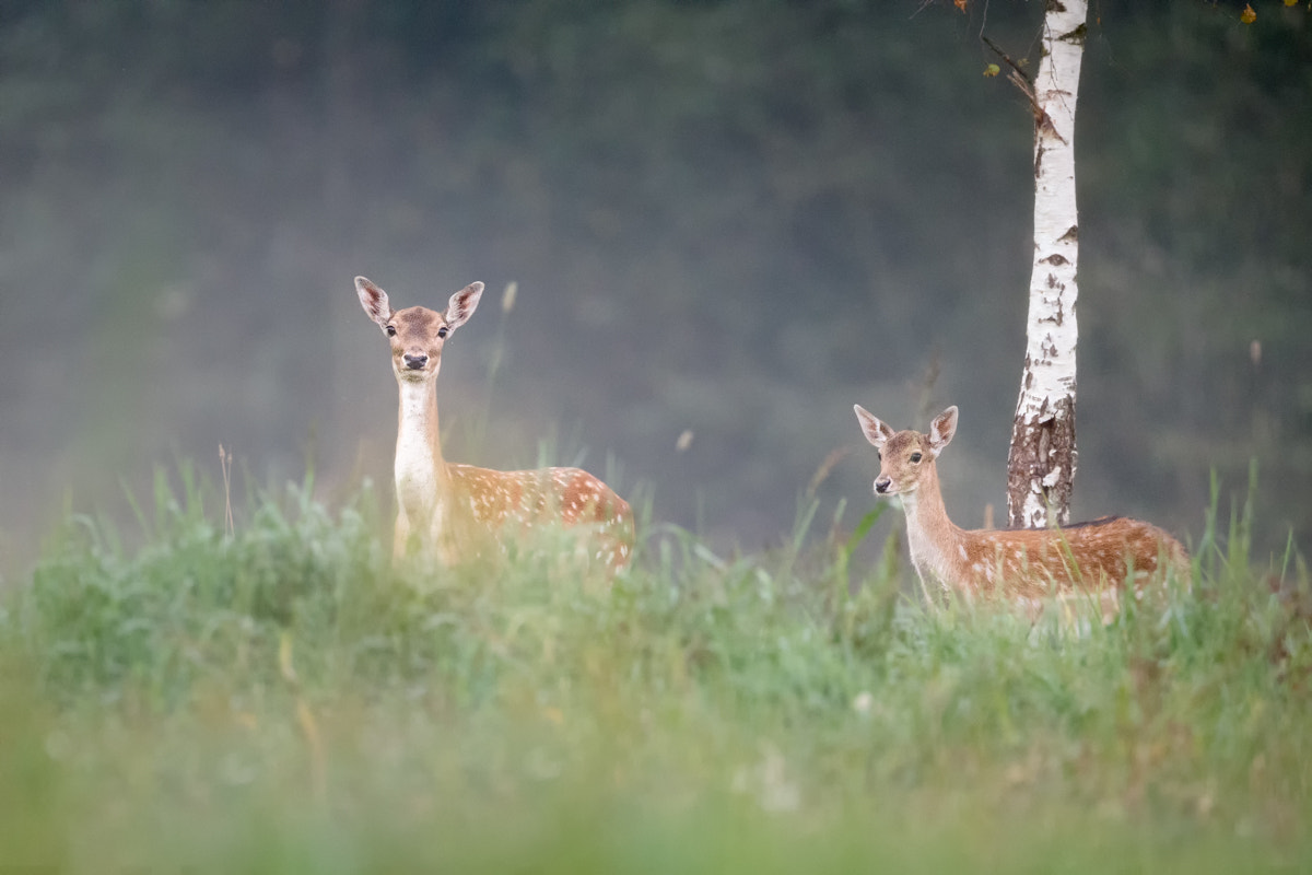 Canon EOS-1D X + Canon EF 400mm F2.8L IS II USM sample photo. Fallow deers photography