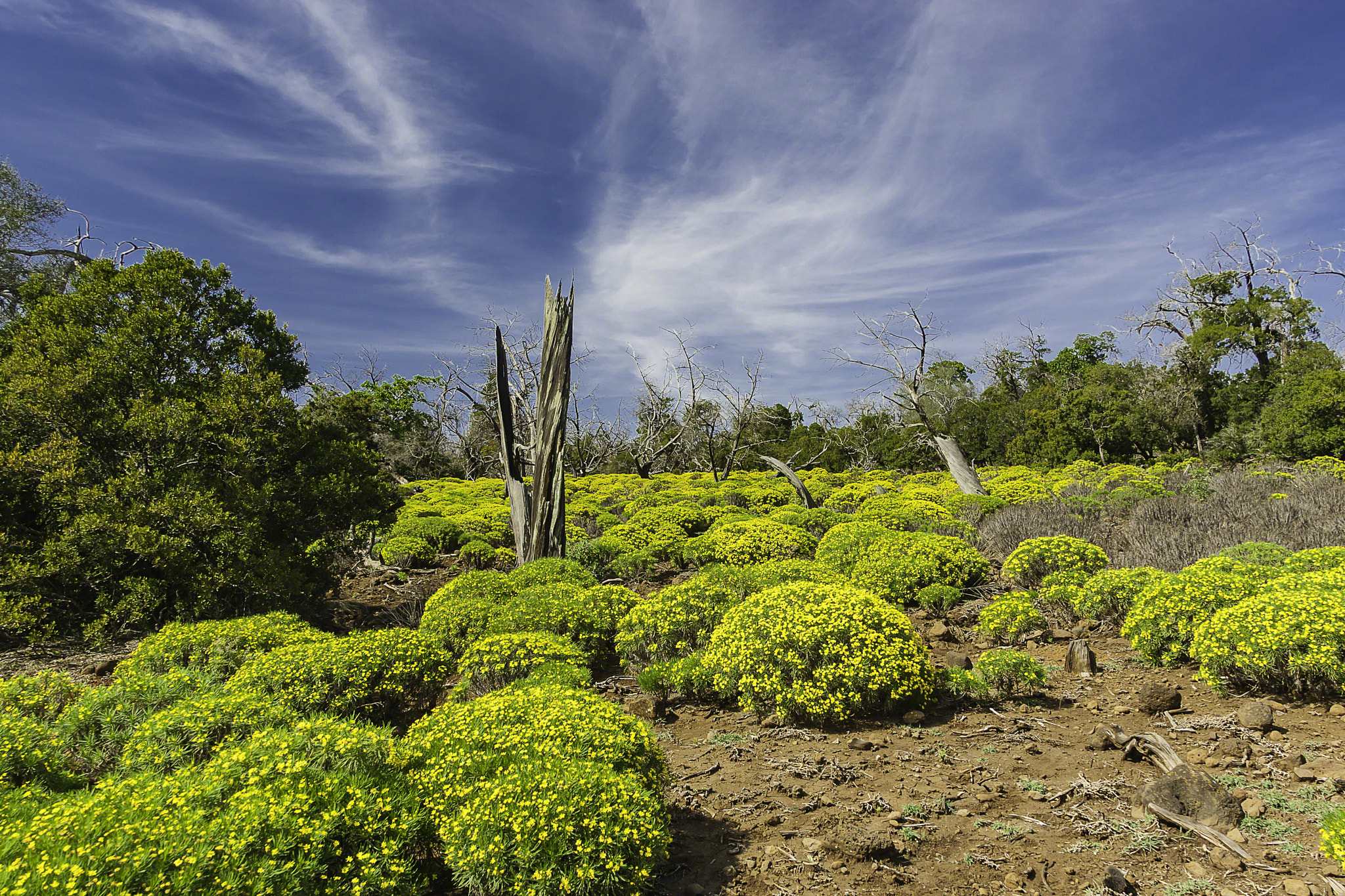 Canon EOS-1D Mark II sample photo. Day forrest in djibouti photography