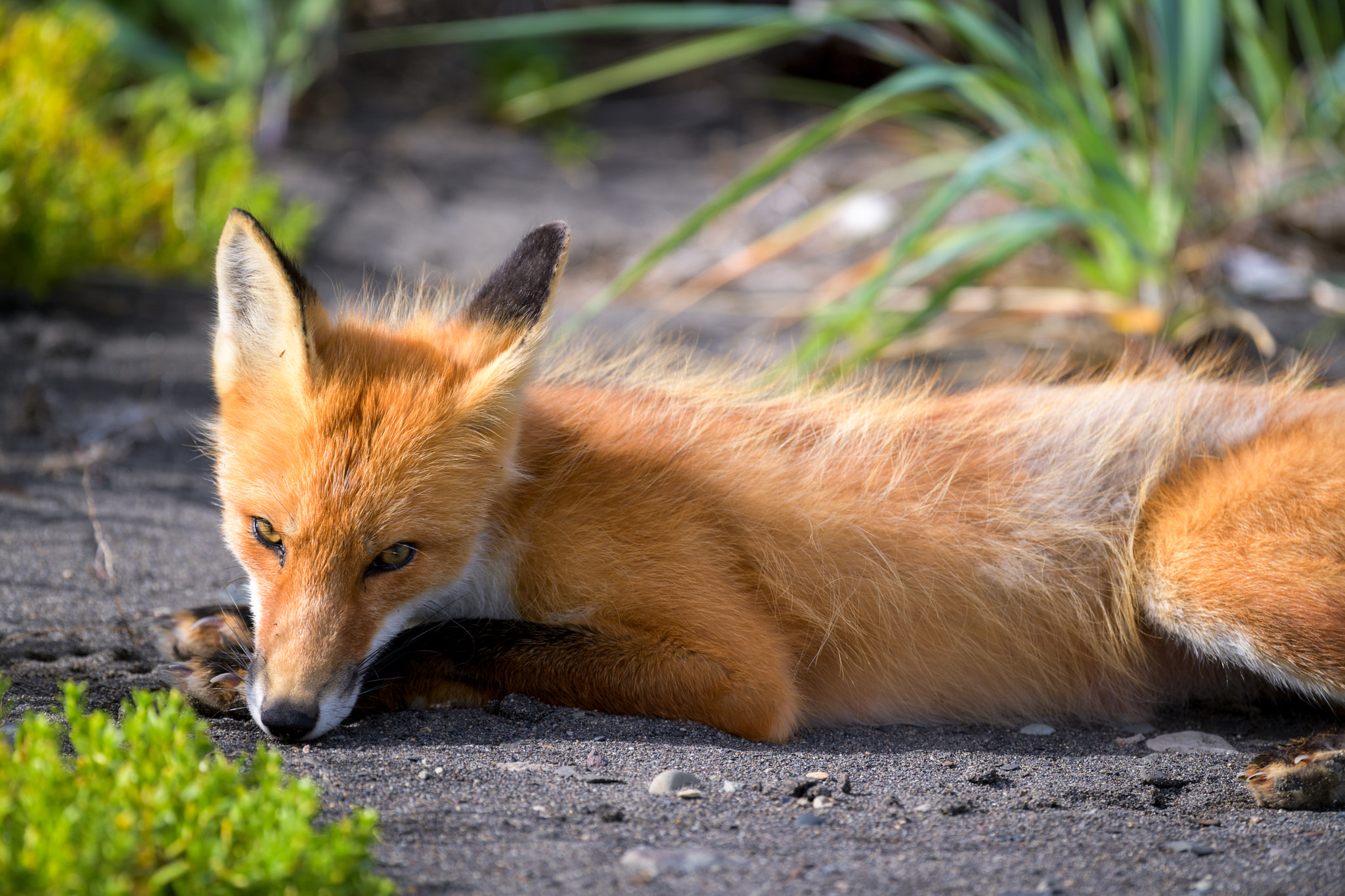 Nikon D5 + Nikon AF-S Nikkor 500mm F4G ED VR sample photo. Foxy eyes photography