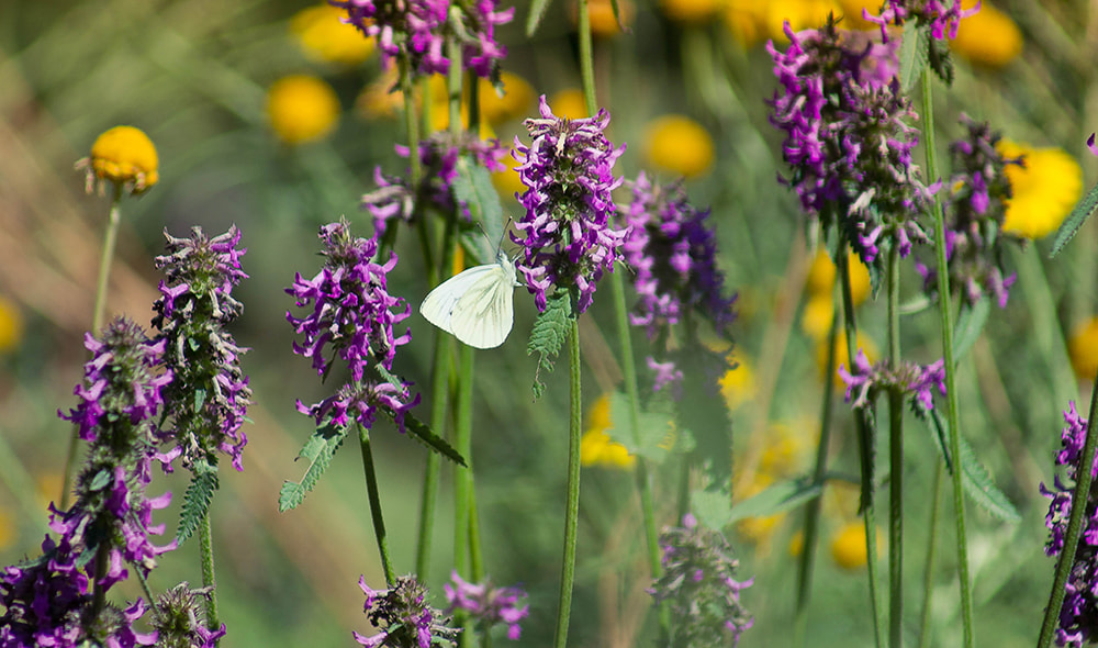 Sony Alpha DSLR-A450 sample photo. Butterfly photography
