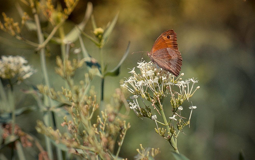 Sony Alpha DSLR-A450 sample photo. Butterfly photography