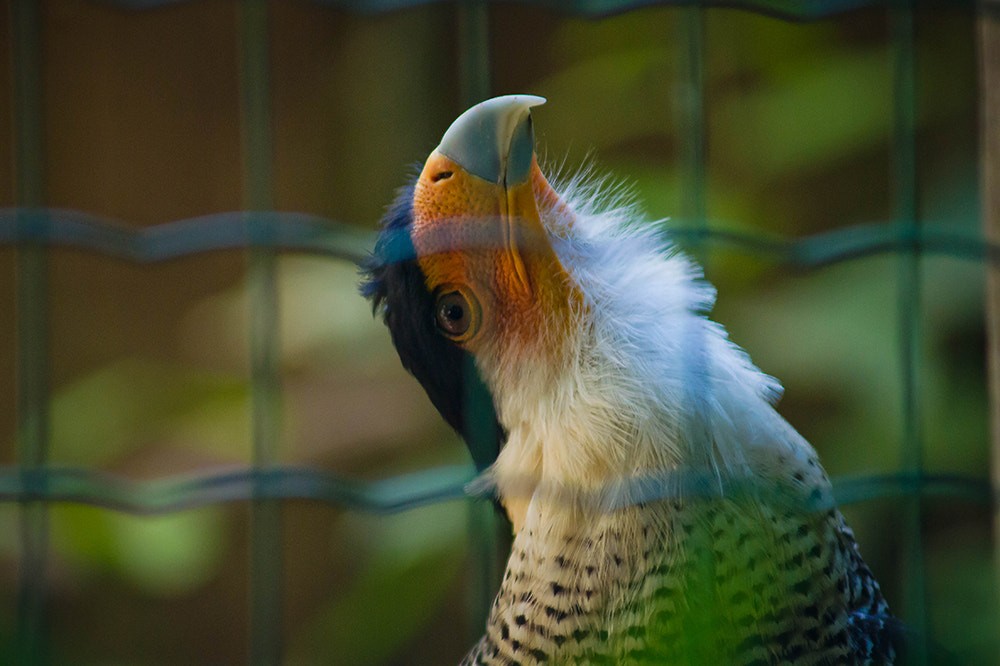 Sony Alpha DSLR-A450 sample photo