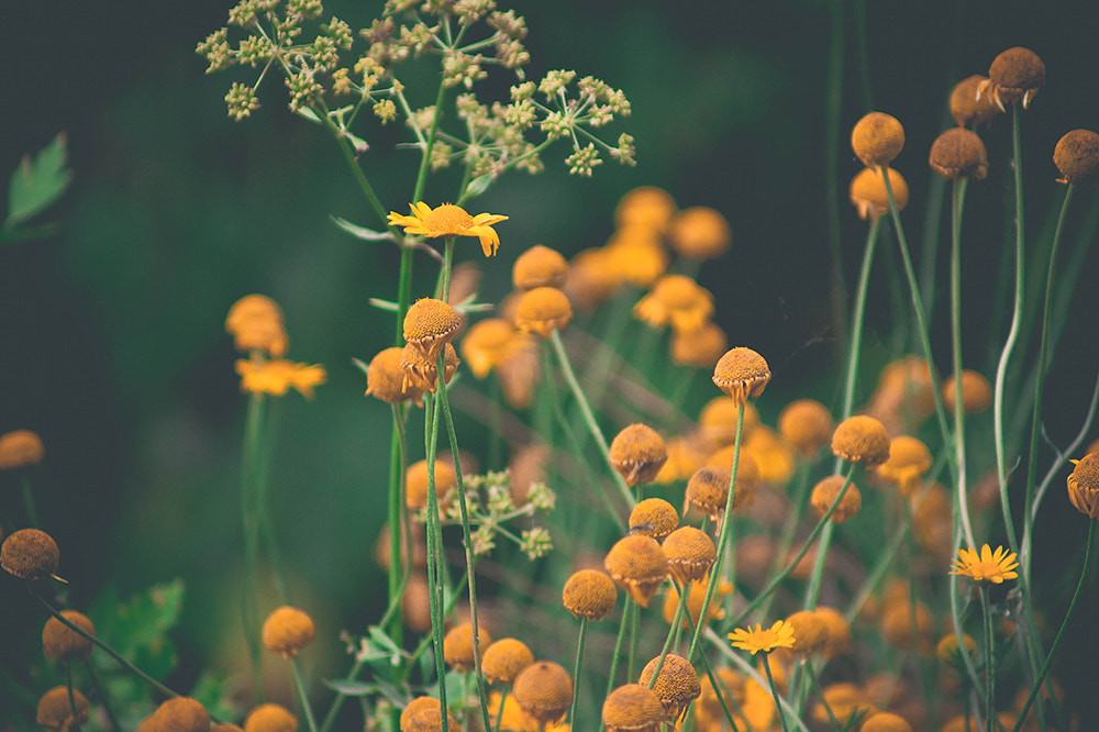 Sony Alpha DSLR-A450 sample photo. Flowers photography