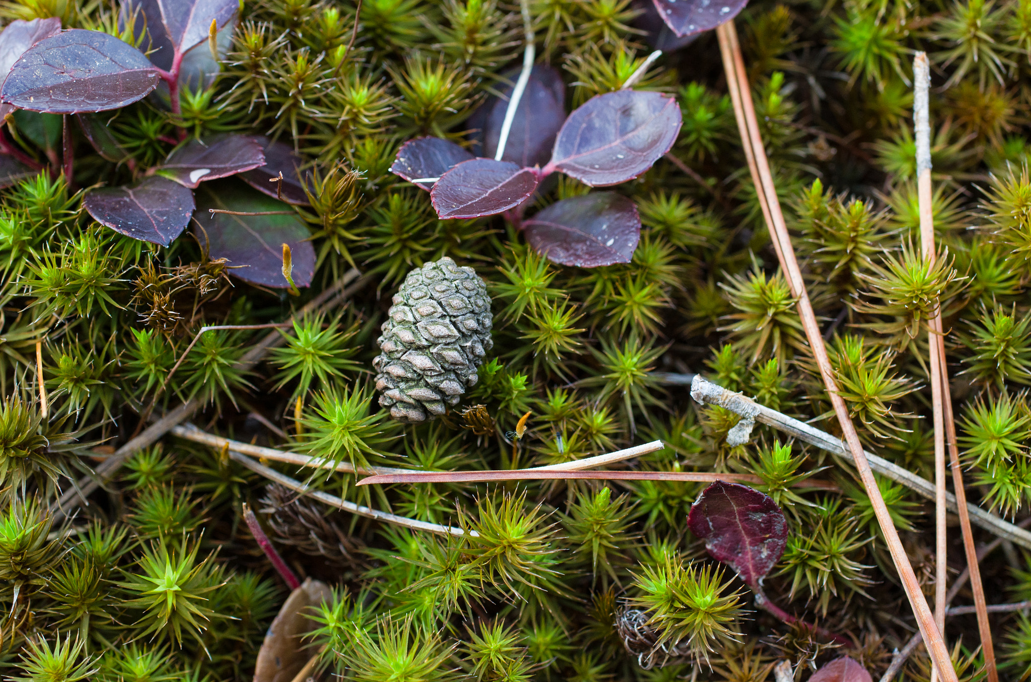 Nikon D7000 + Sigma 50mm F2.8 EX DG Macro sample photo. Pinecone resting on moss photography