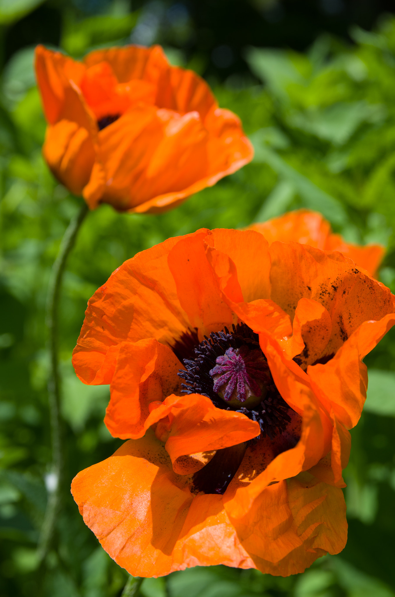 Nikon D7000 + Sigma 18-50mm F2.8 EX DC Macro sample photo. Poppy flowers photography