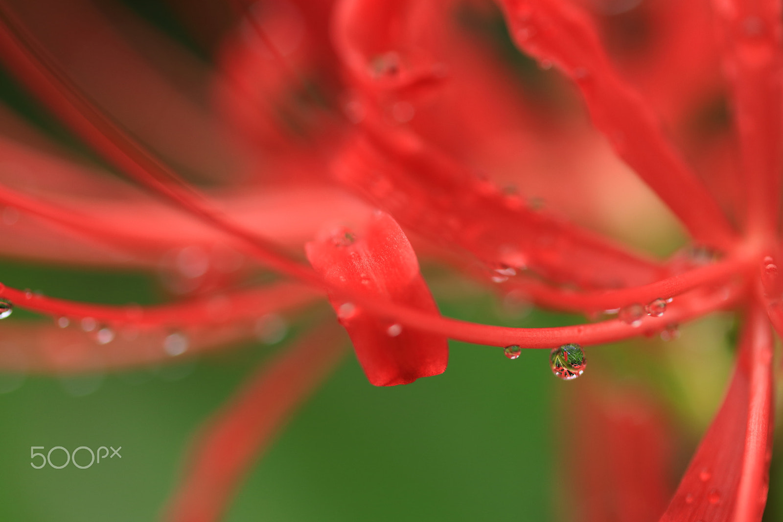 Canon EF-S 60mm F2.8 Macro USM sample photo. A waterdrop on a red spider lily photography