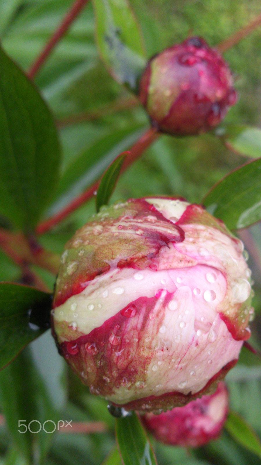 Sony Xperia T sample photo. Bud&drop photography