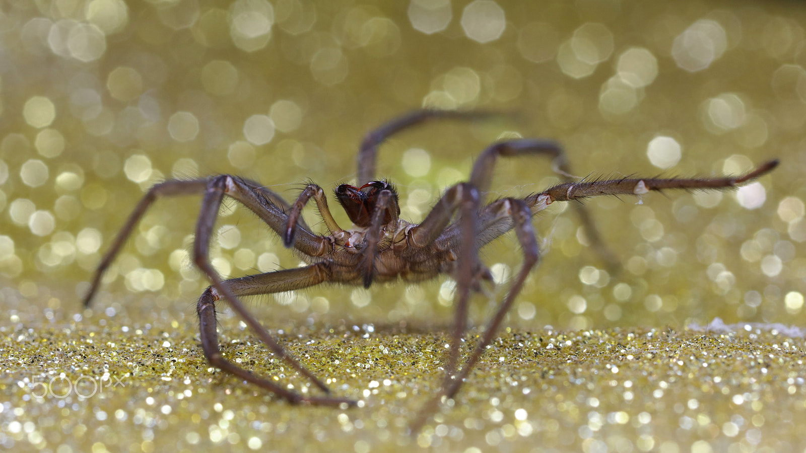 Canon EOS 5DS + Canon EF 100mm F2.8L Macro IS USM sample photo. Spider glam photography