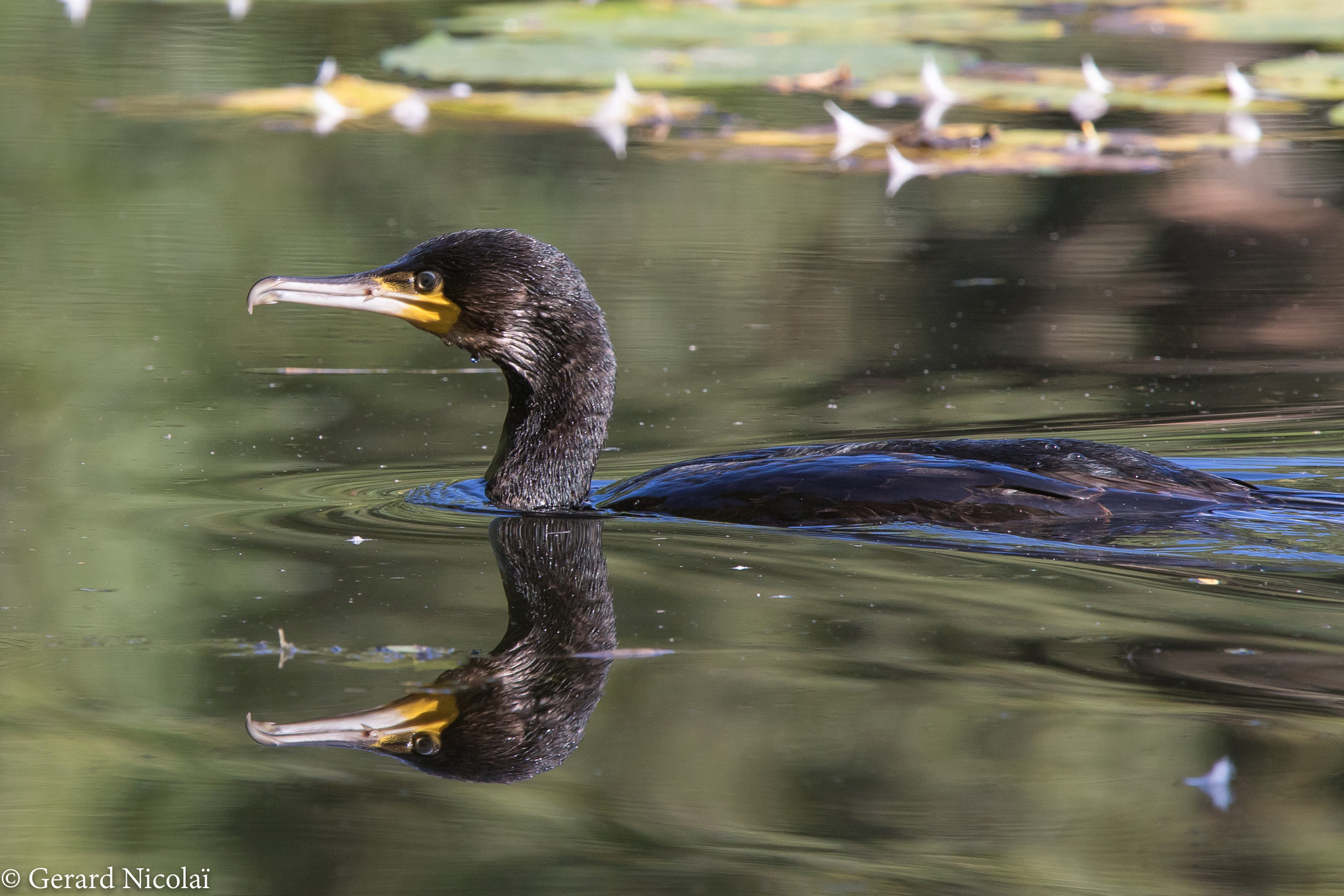 Canon EF 300mm F2.8L IS USM sample photo. Great cormorant and it's reflection photography