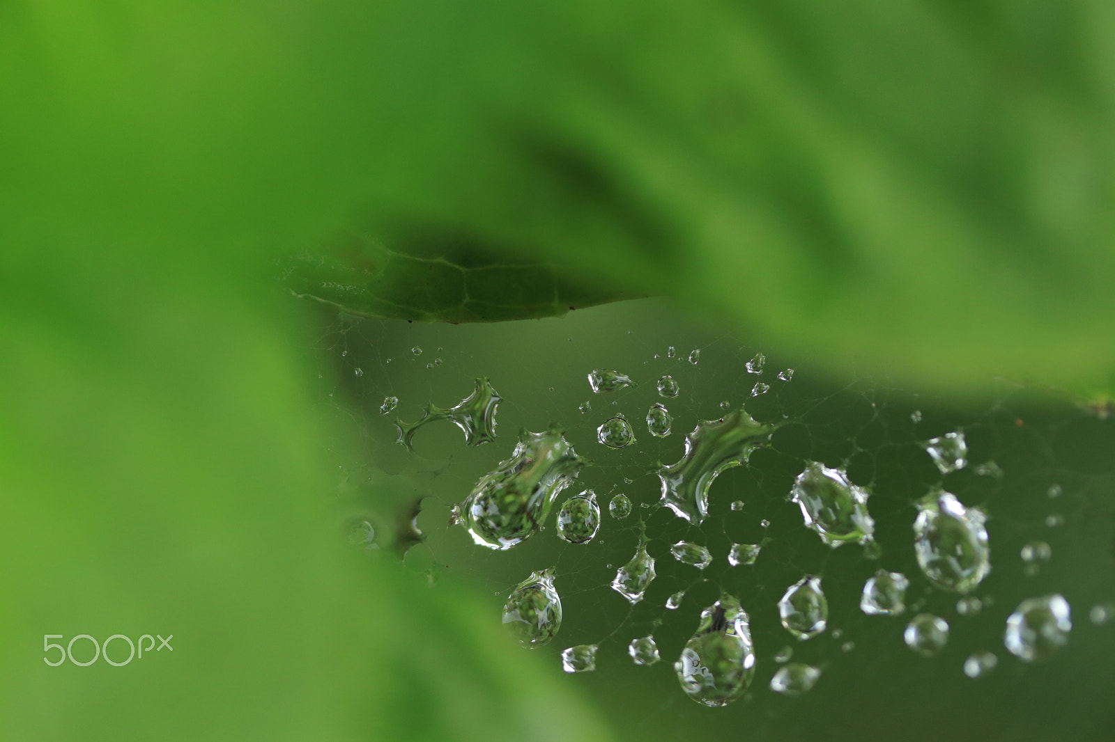 Canon EF-S 60mm F2.8 Macro USM sample photo. Waterdrops on the spider web photography