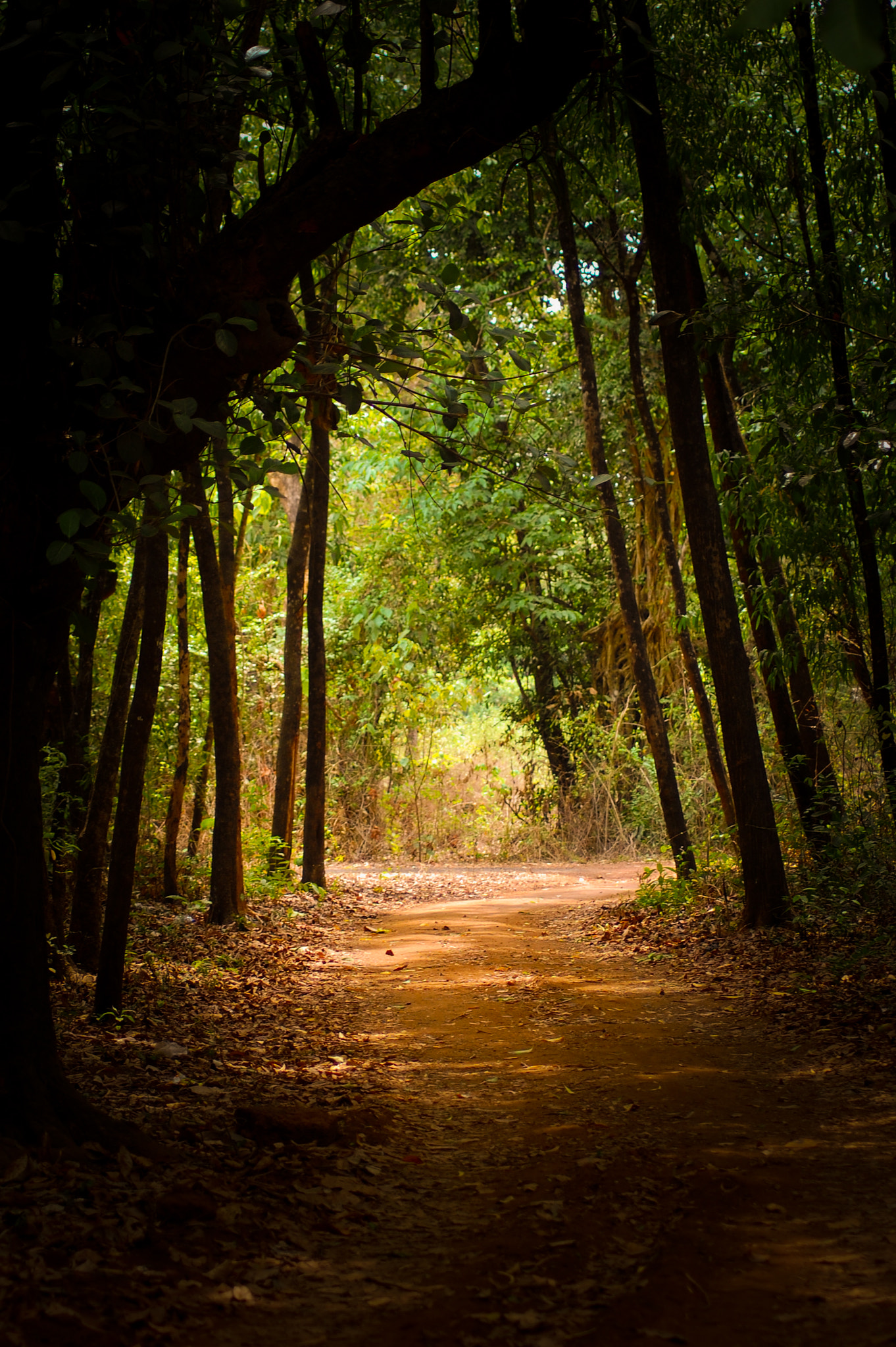 Nikon D40 sample photo. Towards light photography