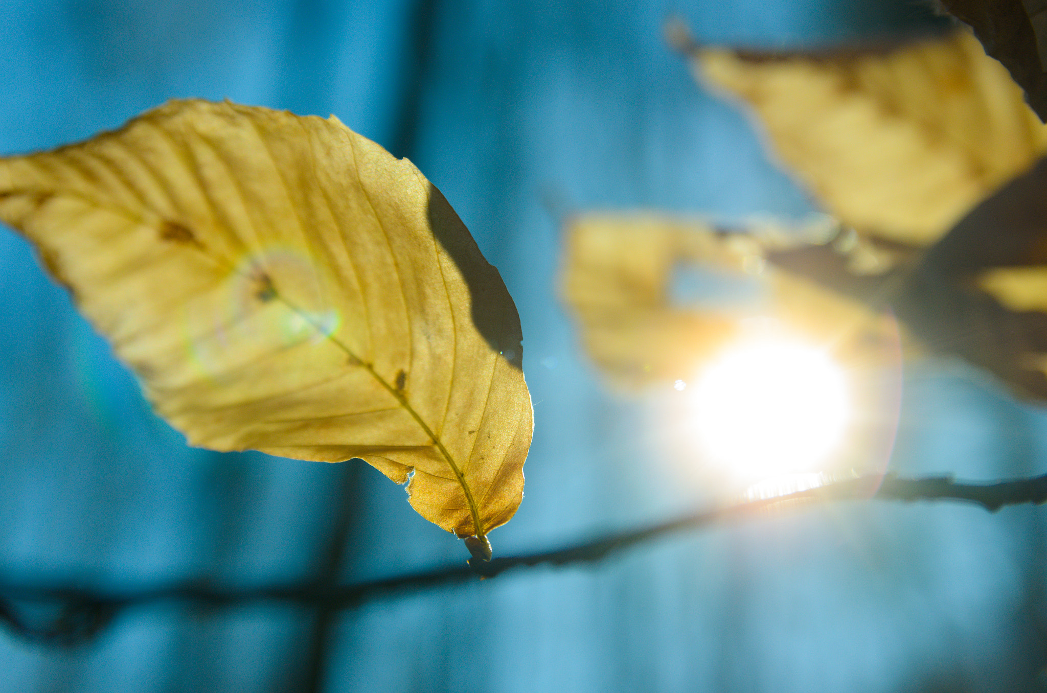 Nikon D7000 + Sigma 18-50mm F2.8 EX DC Macro sample photo. Winter leaves photography