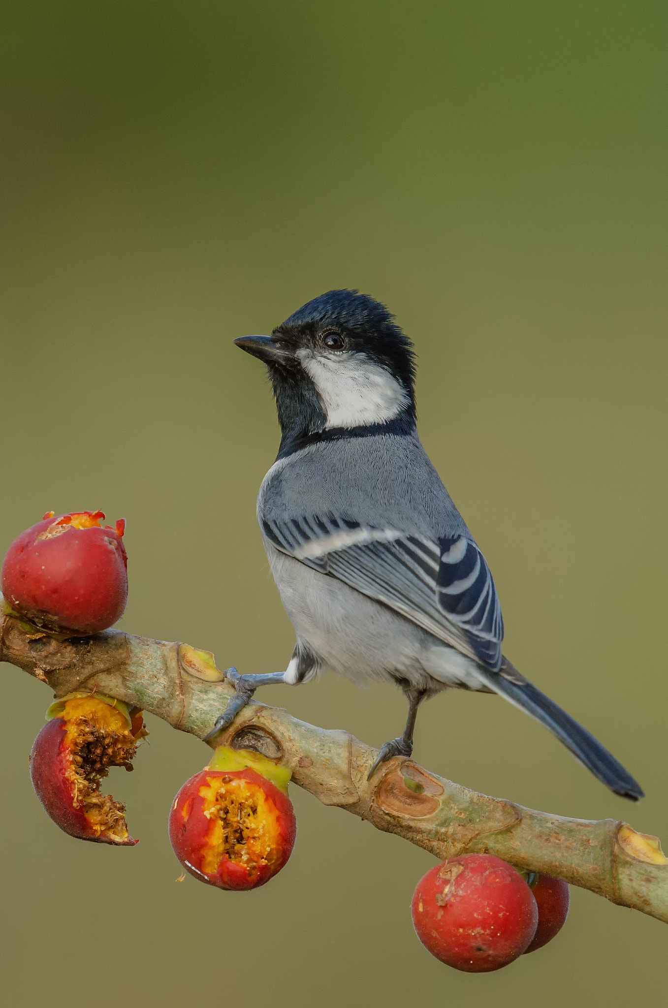 Nikon D7000 + Nikon AF-S Nikkor 500mm F4G ED VR sample photo. Great tit photography