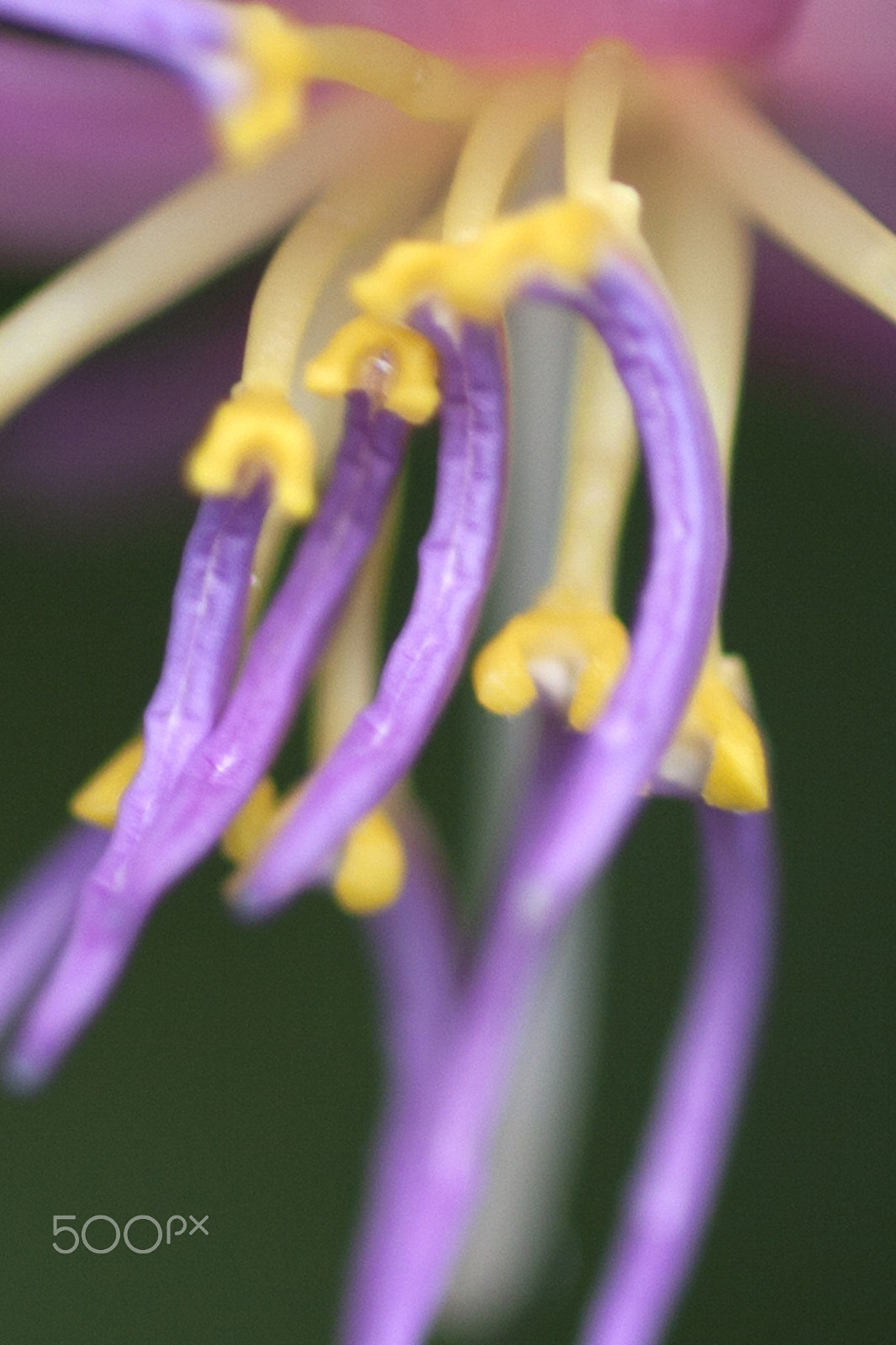 Canon EOS 50D + Sigma 70mm F2.8 EX DG Macro sample photo. Macro foto van bloem photography