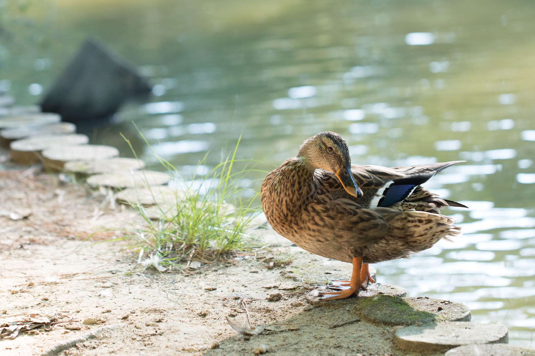 Sony a7R II + Canon EF 100mm F2.8L Macro IS USM sample photo. We don't have eagles we just have ducks photography