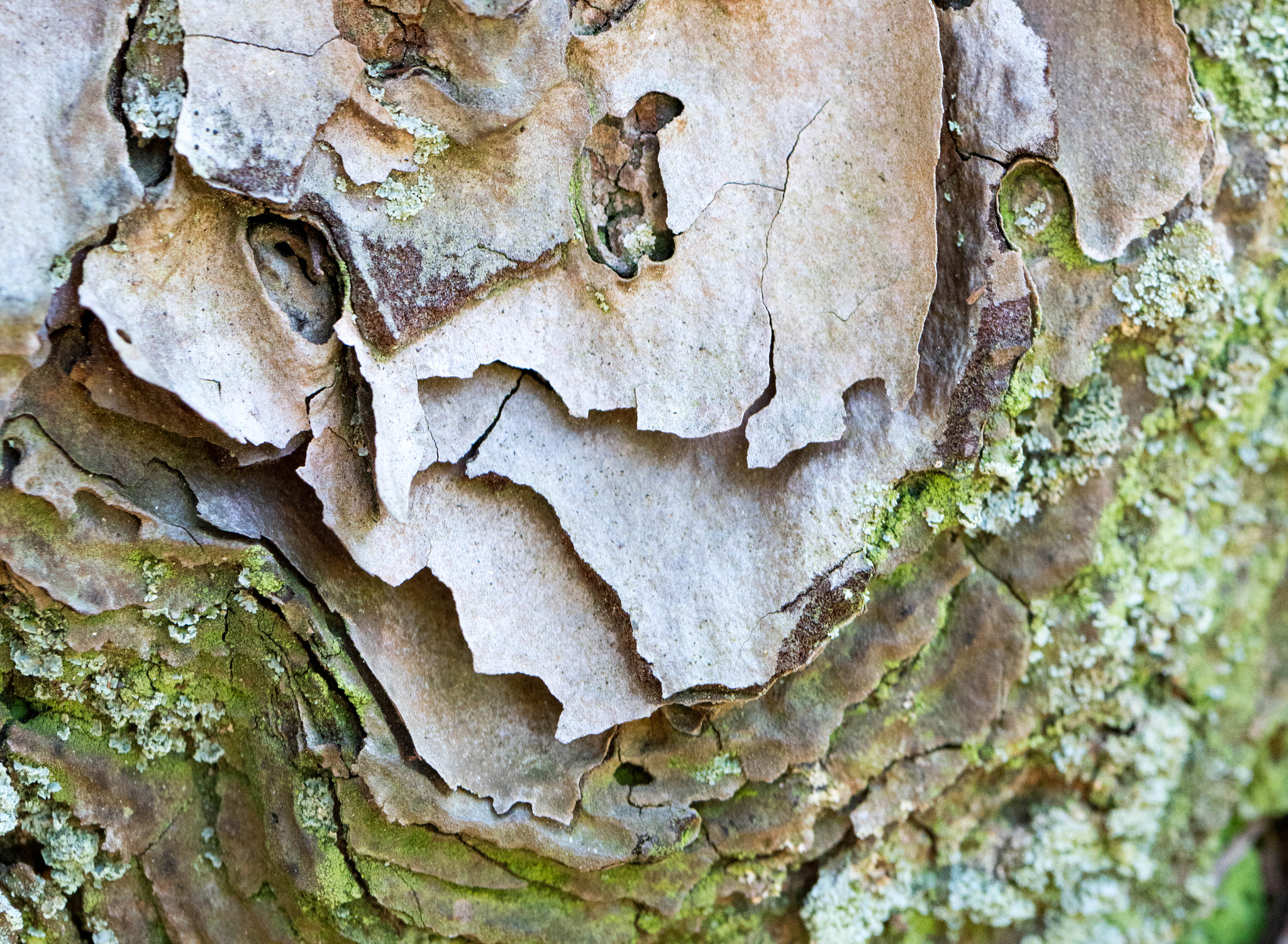 Sony a7R II + Canon EF 100mm F2.8L Macro IS USM sample photo. Bark cake photography