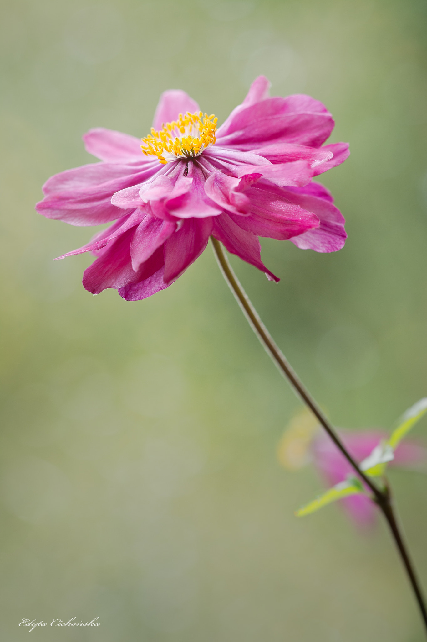 Sigma 150mm F2.8 EX DG Macro HSM sample photo. Anemone photography