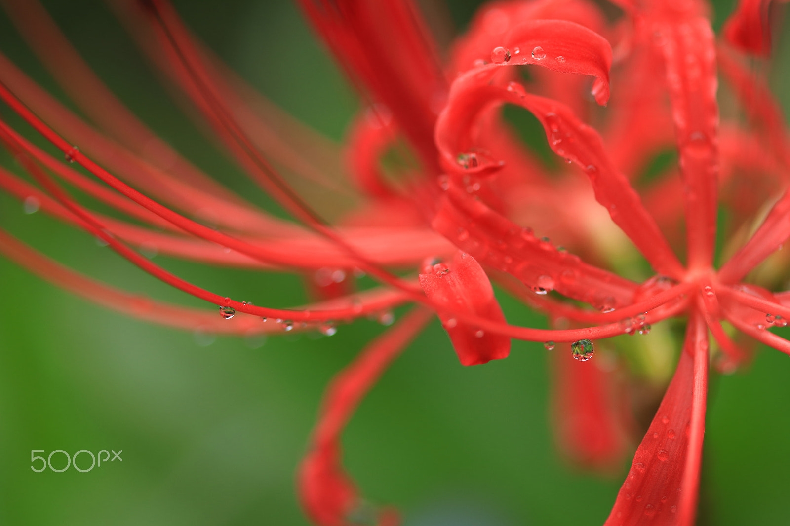 Canon EF-S 60mm F2.8 Macro USM sample photo. A red spider lily in the rain photography