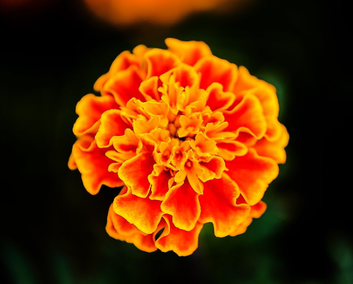 Canon 70-200mm sample photo. Marigold photography