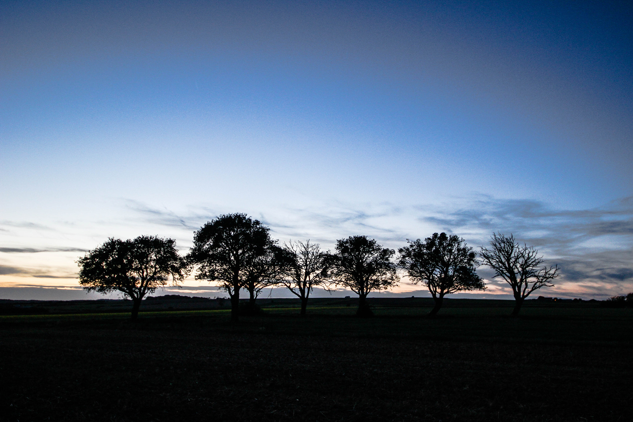 Sigma 8-16mm F4.5-5.6 DC HSM sample photo. Trees photography