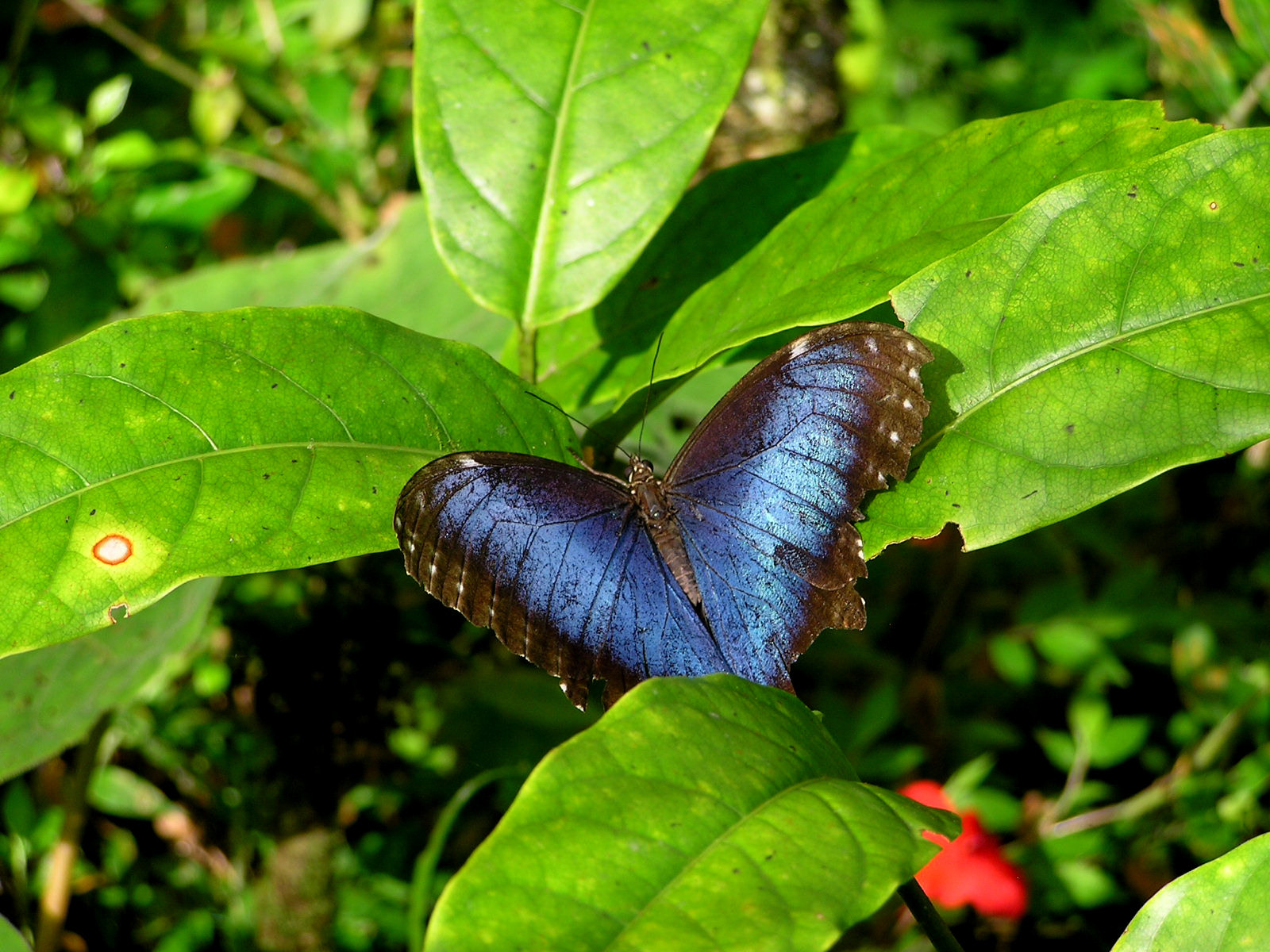 Olympus C750UZ sample photo. Butterfly in costa rica photography