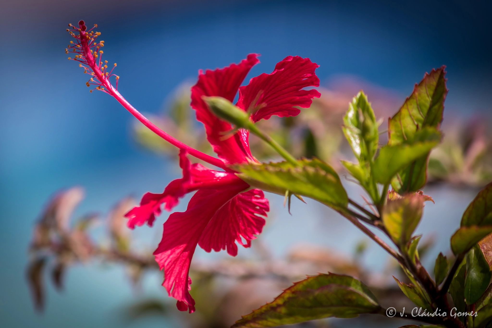 Canon EF-S 55-250mm F4-5.6 IS II sample photo. Flower photography