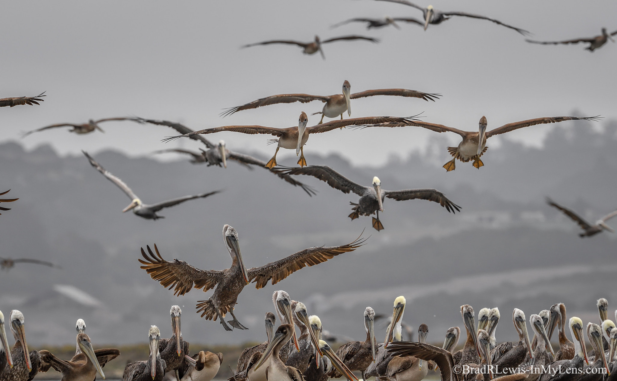 Nikon AF-S Nikkor 500mm F4E FL ED VR sample photo. Brown pelican photography