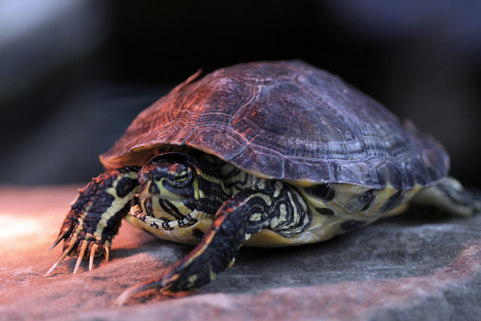 Canon EOS 50D + Sigma 70mm F2.8 EX DG Macro sample photo. Turtle photography