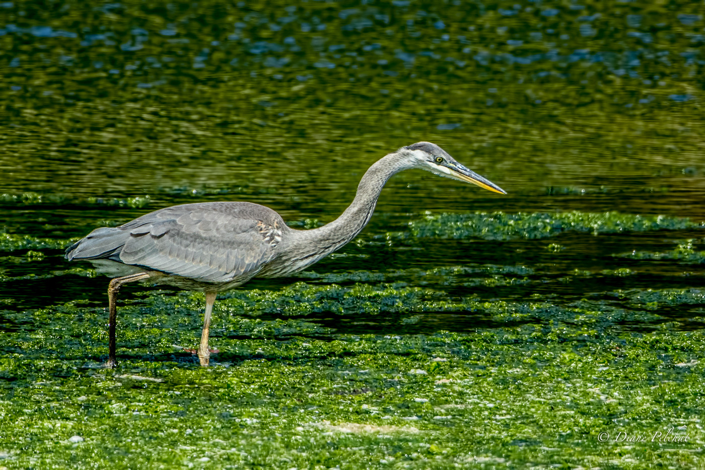 Canon EF 300mm F2.8L IS II USM sample photo. Great blue heron hunting photography