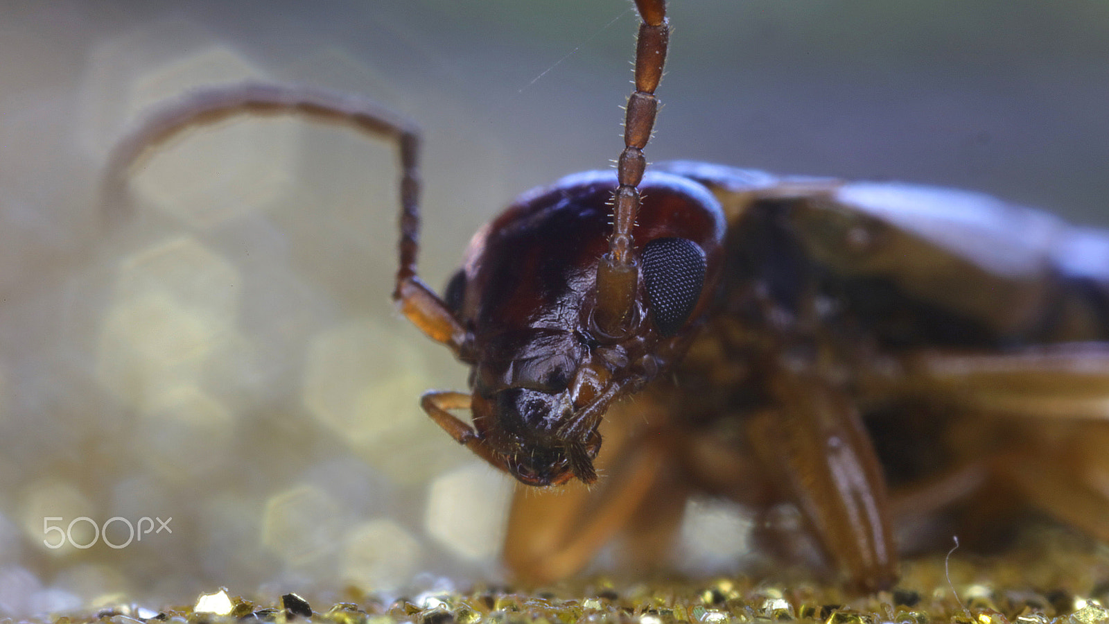 Canon MP-E 65mm F2.5 1-5x Macro Photo sample photo. Do you like me? photography