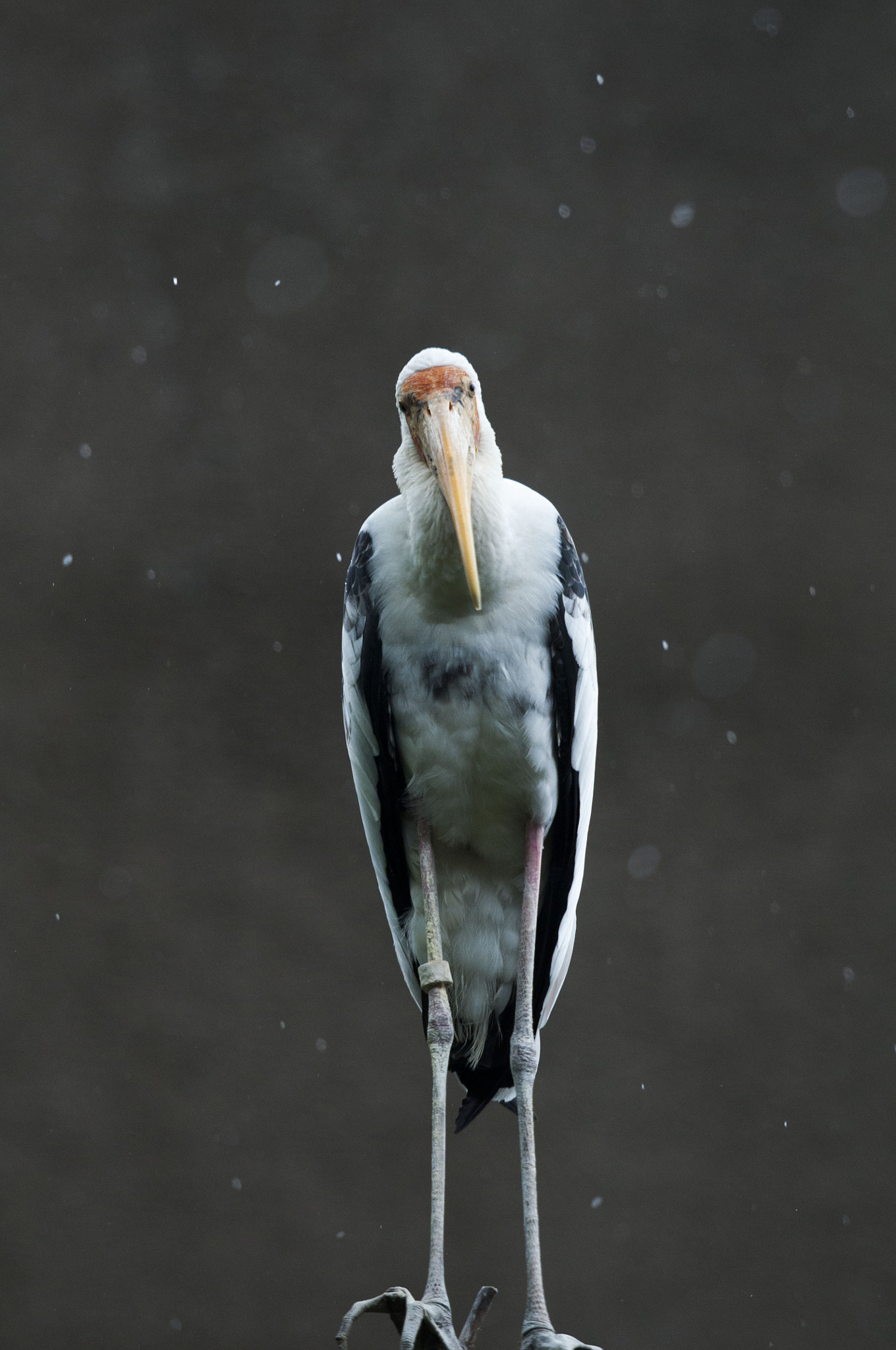 Nikon AF-S Nikkor 70-200mm F2.8G ED VR II sample photo. Stork photography