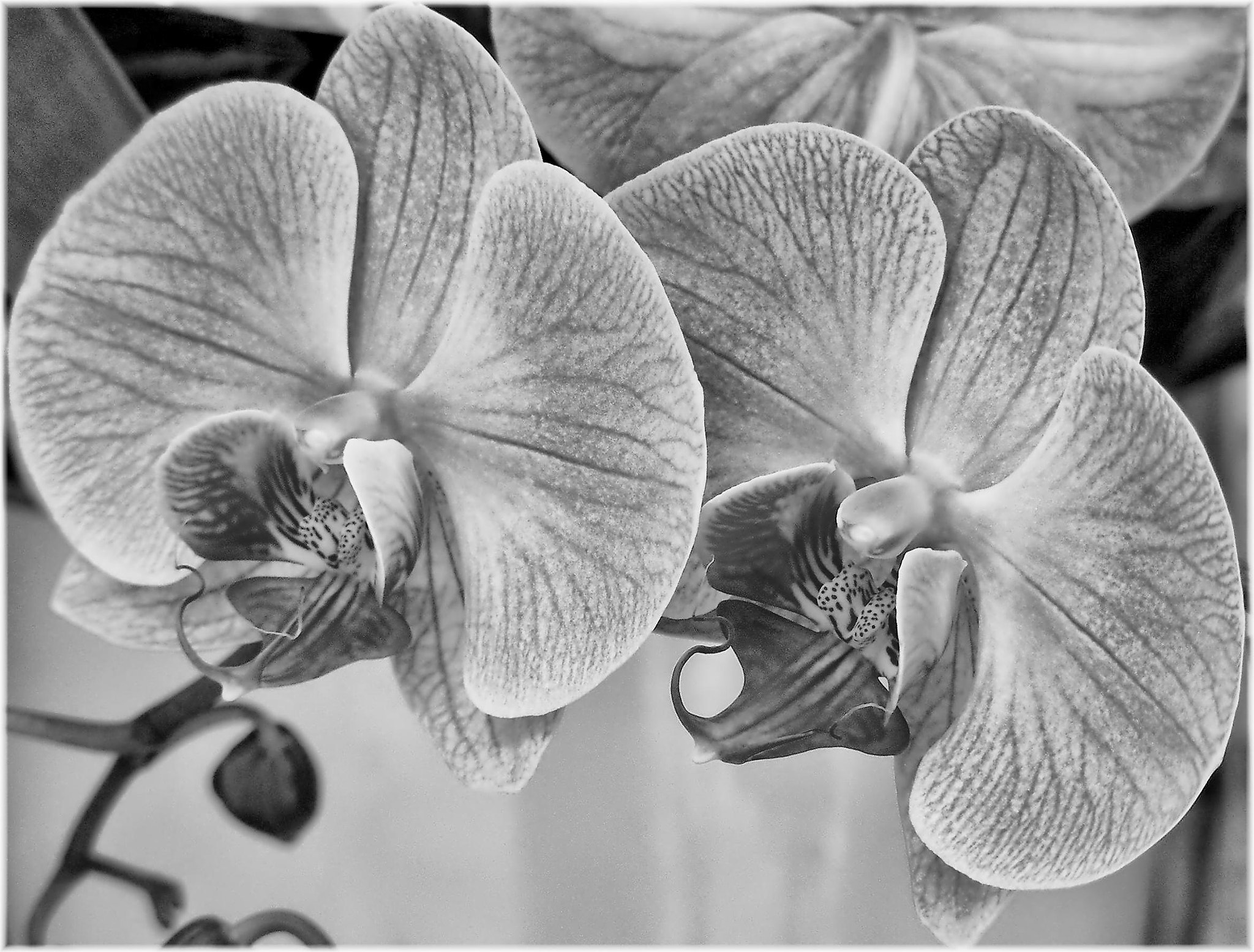 Nikon COOLPIX S4 sample photo. Orquideas photography