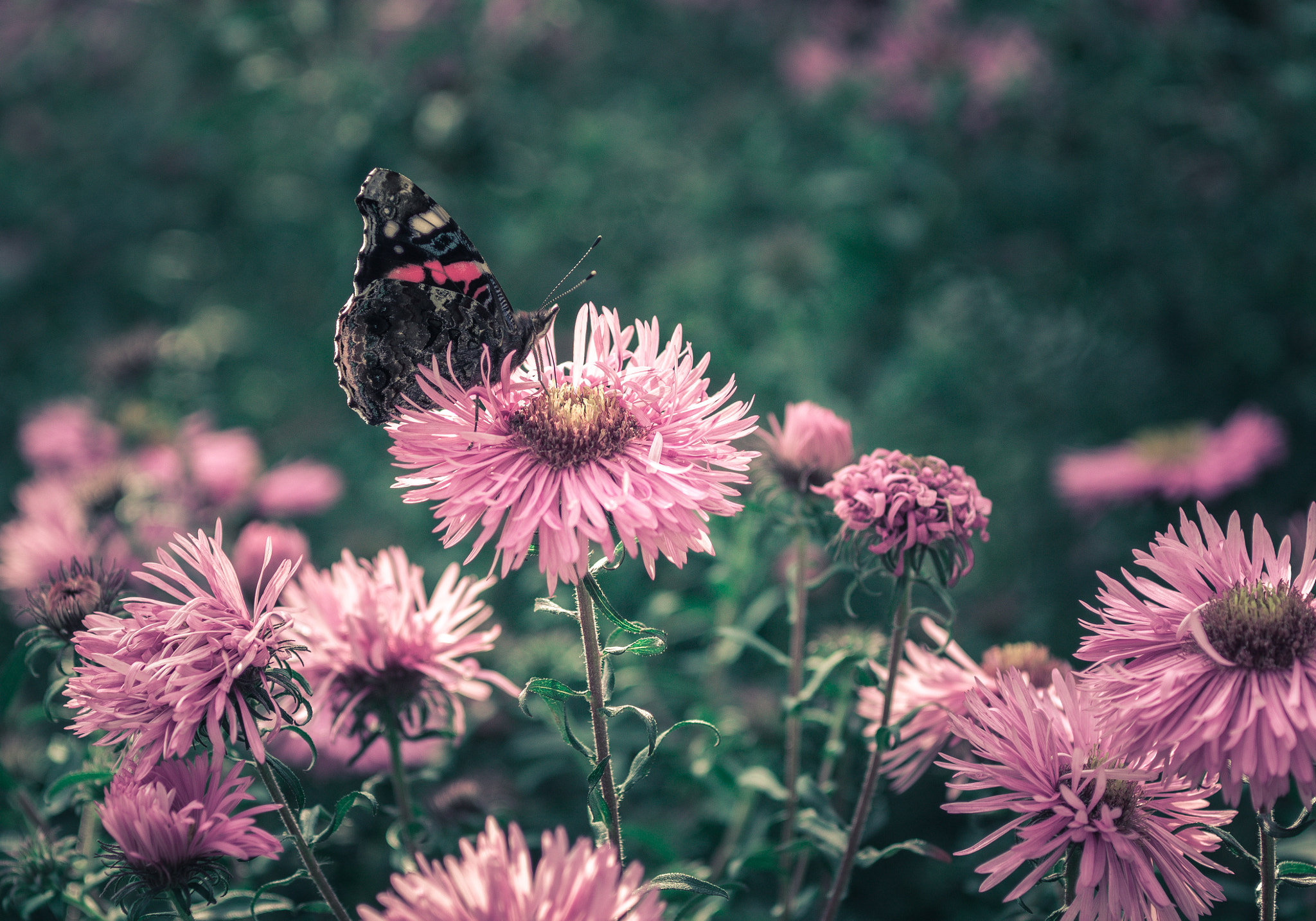 Olympus OM-D E-M10 + Sigma 60mm F2.8 DN Art sample photo. Vanessa atalanta in garden photography