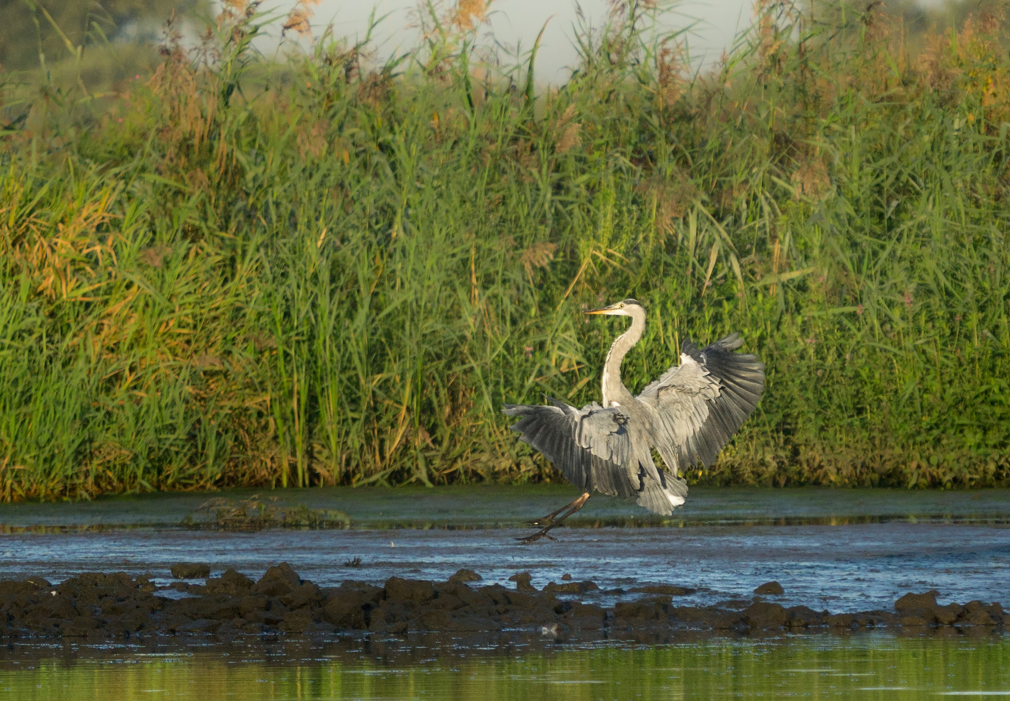 Sony FE 70-300mm F4.5-5.6 G OSS sample photo. Bearbeitet photography