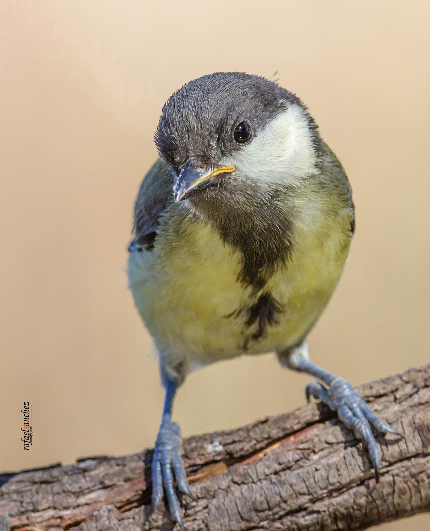 Canon EF 300mm F2.8L IS USM sample photo. Carbonero - great tit photography