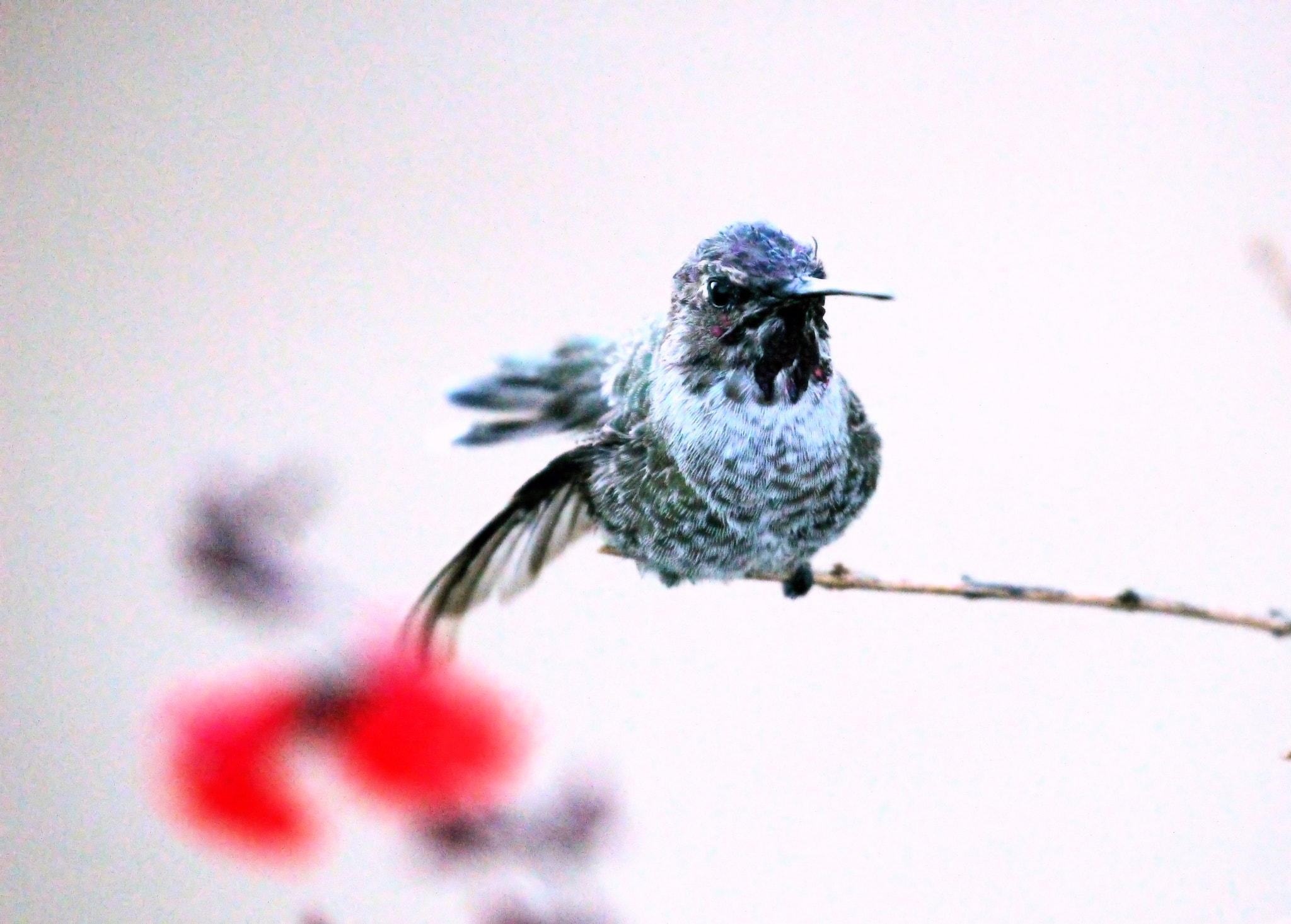 Canon EOS 100D (EOS Rebel SL1 / EOS Kiss X7) sample photo. I'd hummer in the morning... photography