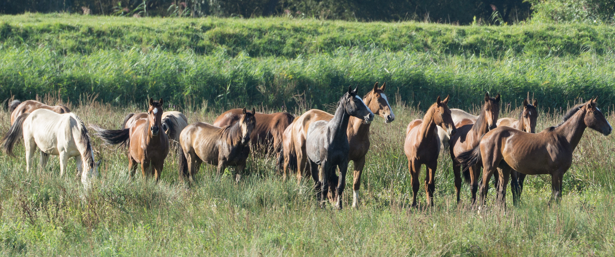 Sony FE 70-300mm F4.5-5.6 G OSS sample photo. Wild horses photography