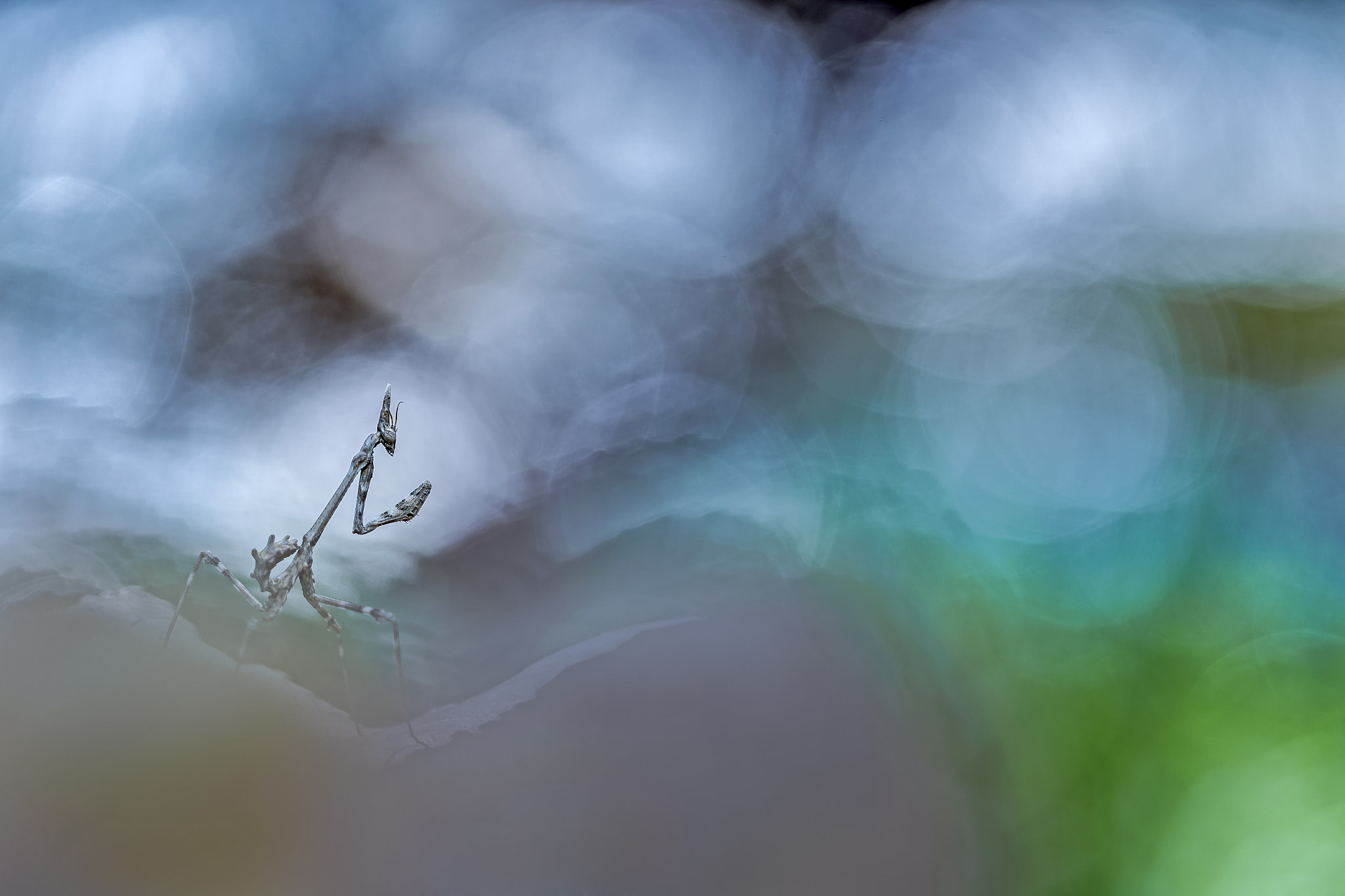 Canon EF 100mm F2.8 Macro USM sample photo. The real borders... photography