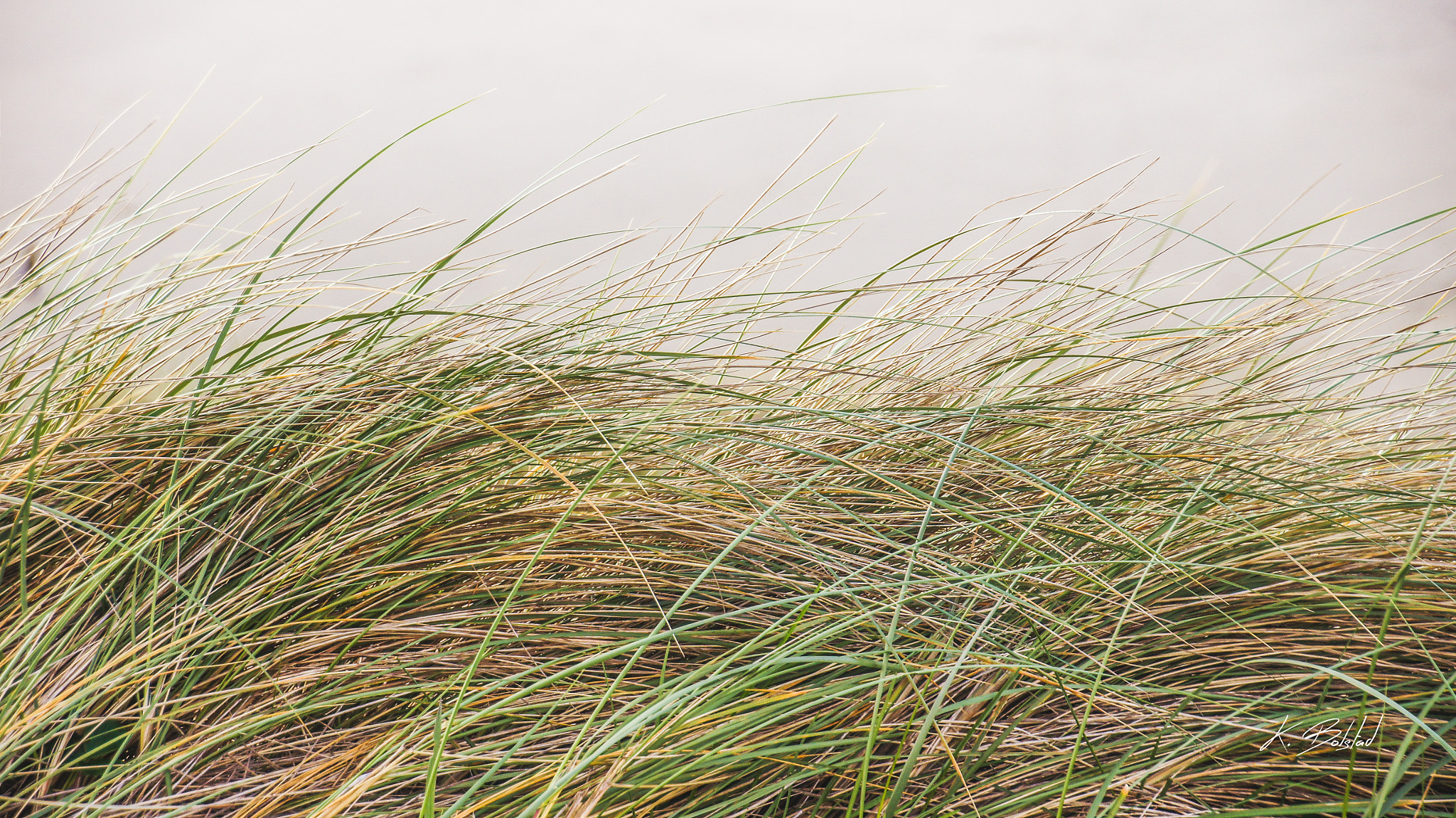 Sony SLT-A55 (SLT-A55V) + DT 18-270mm F3.5-6.3 sample photo. Sea grass photography