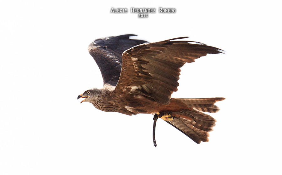 Canon EF 100-400mm F4.5-5.6L IS USM sample photo. El vuelo del milano photography
