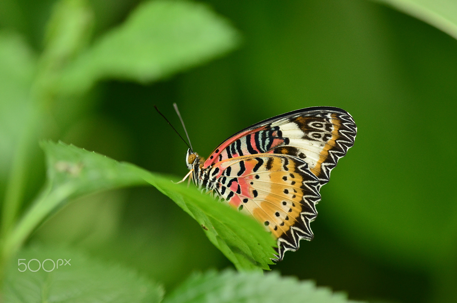Tamron SP AF 180mm F3.5 Di LD (IF) Macro sample photo. Lacewing butterfly.. photography